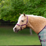 Standard Nylon Halter - Kensington Protective Products - Equiluxe Tack