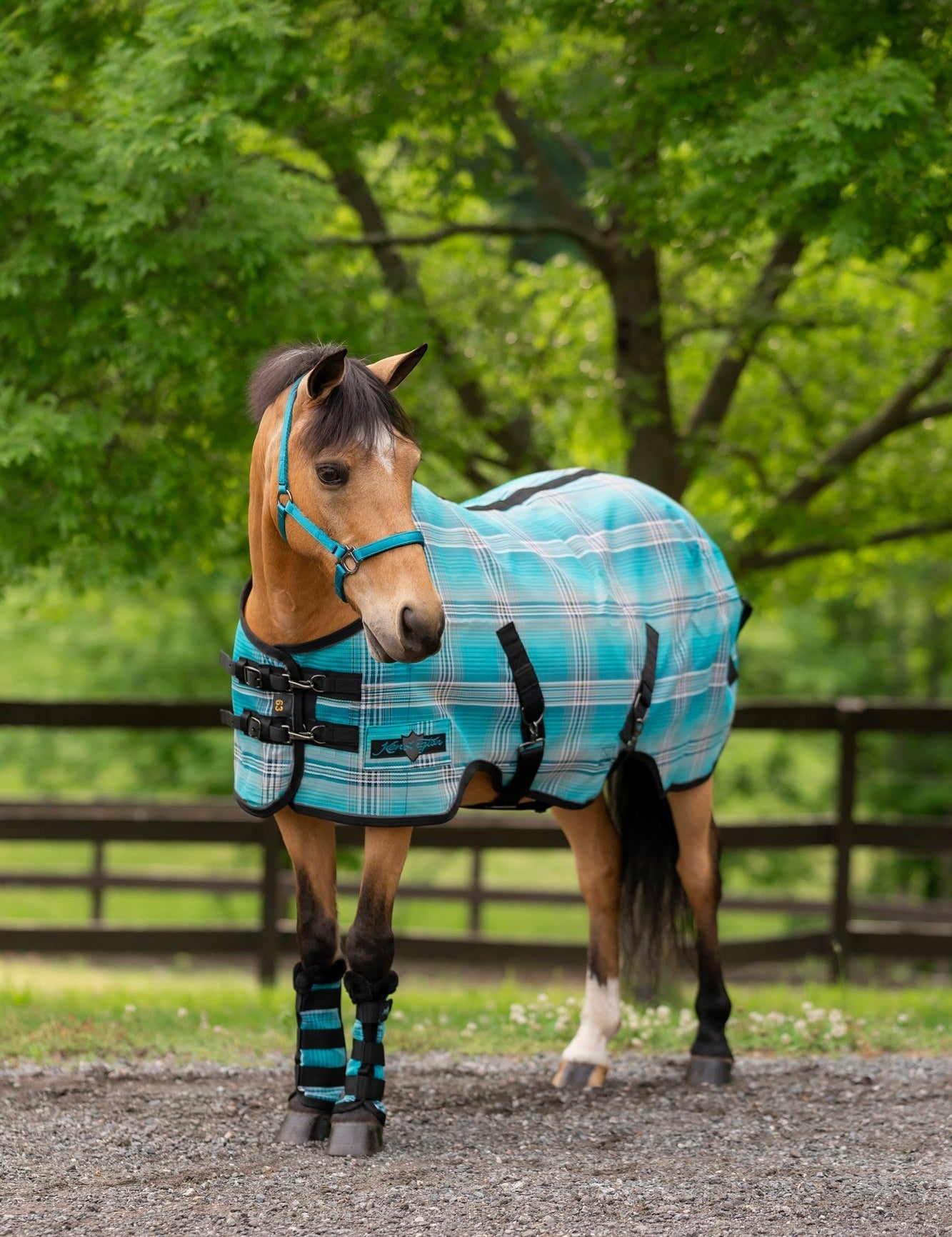 Standard Nylon Halter - Kensington Protective Products - Equiluxe Tack