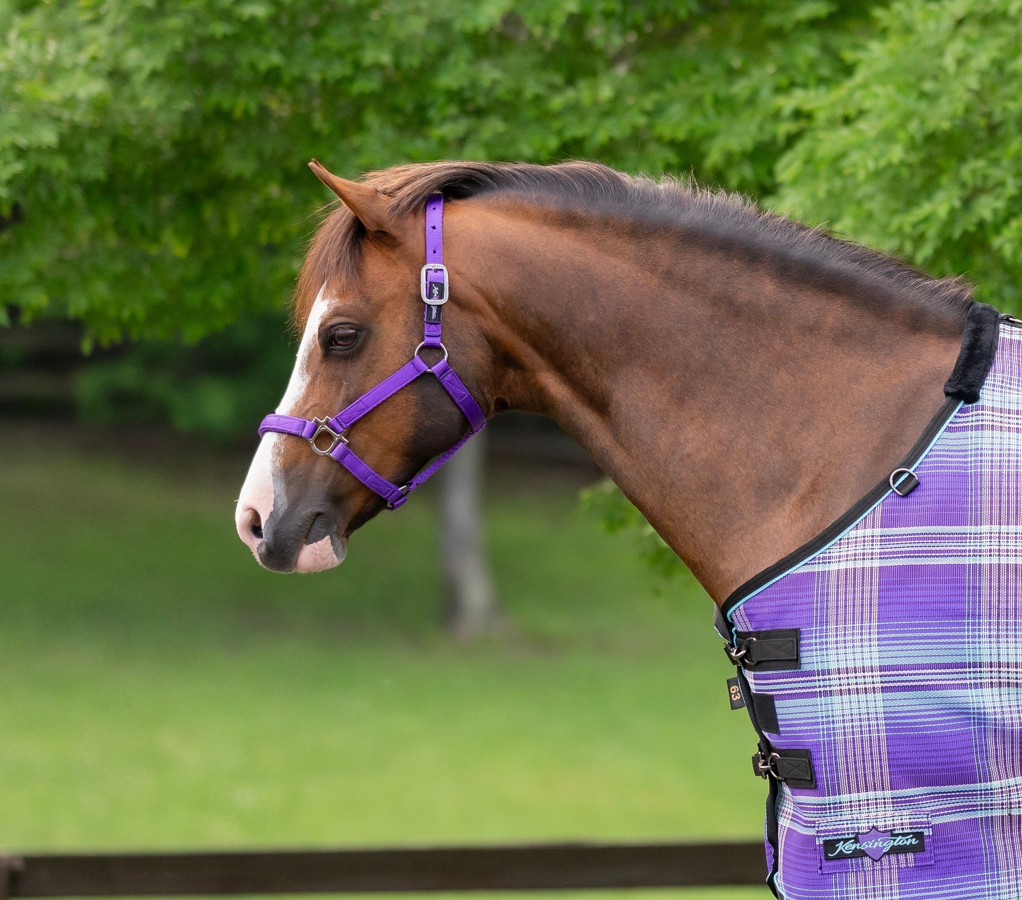 Standard Nylon Halter - Kensington Protective Products - Equiluxe Tack