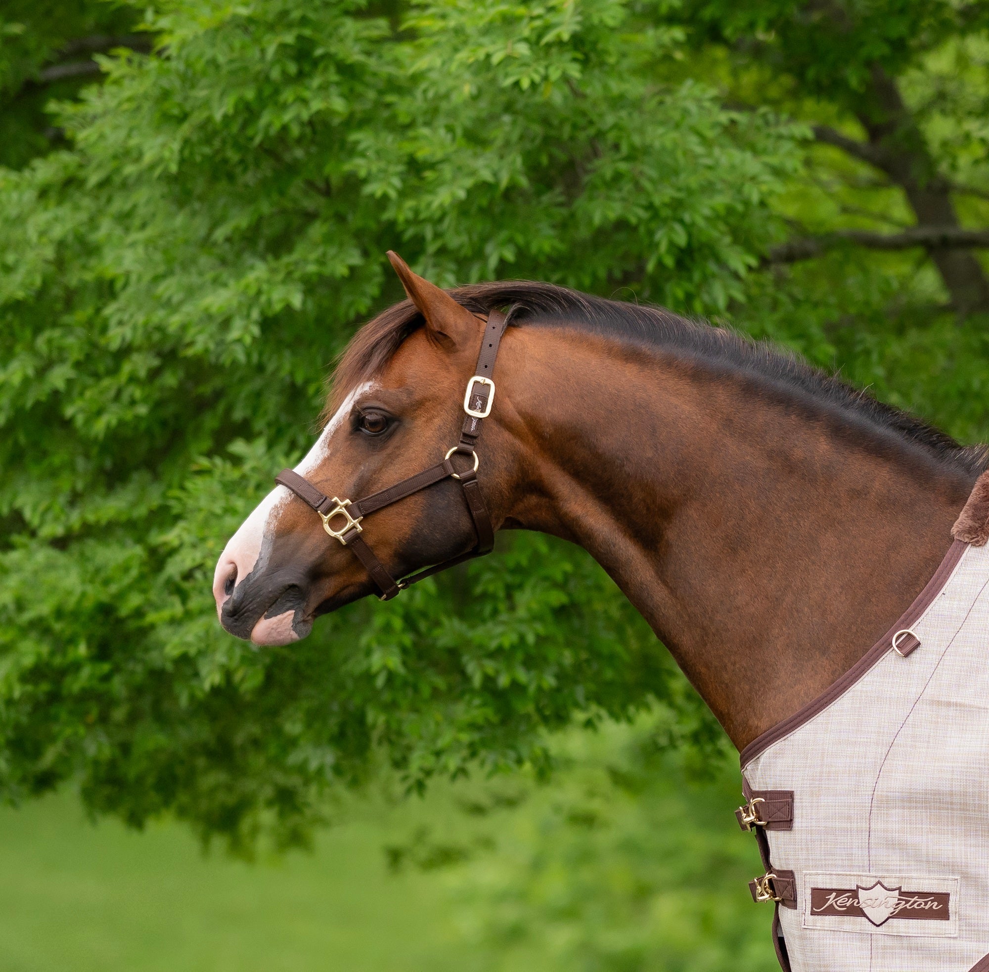 Standard Nylon Halter Mini & Pony - Kensington Protective Products - Equiluxe Tack