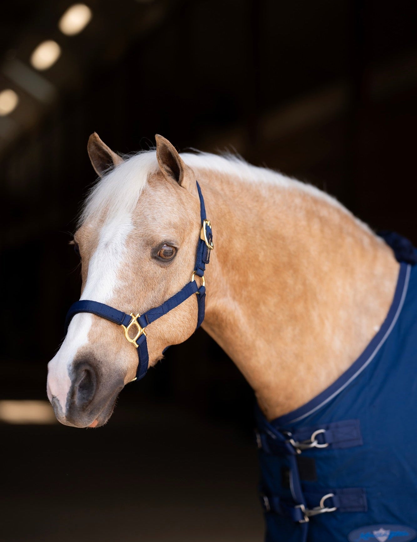 Standard Nylon Halter Mini & Pony - Kensington Protective Products - Equiluxe Tack