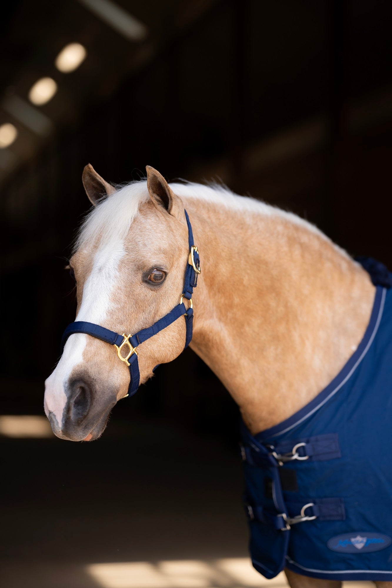 Standard Nylon Halter Mini & Pony - Kensington Protective Products - Equiluxe Tack