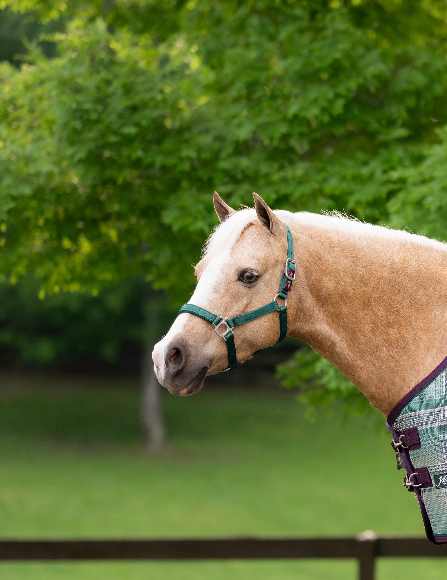 Standard Nylon Halter Mini & Pony - Kensington Protective Products - Equiluxe Tack