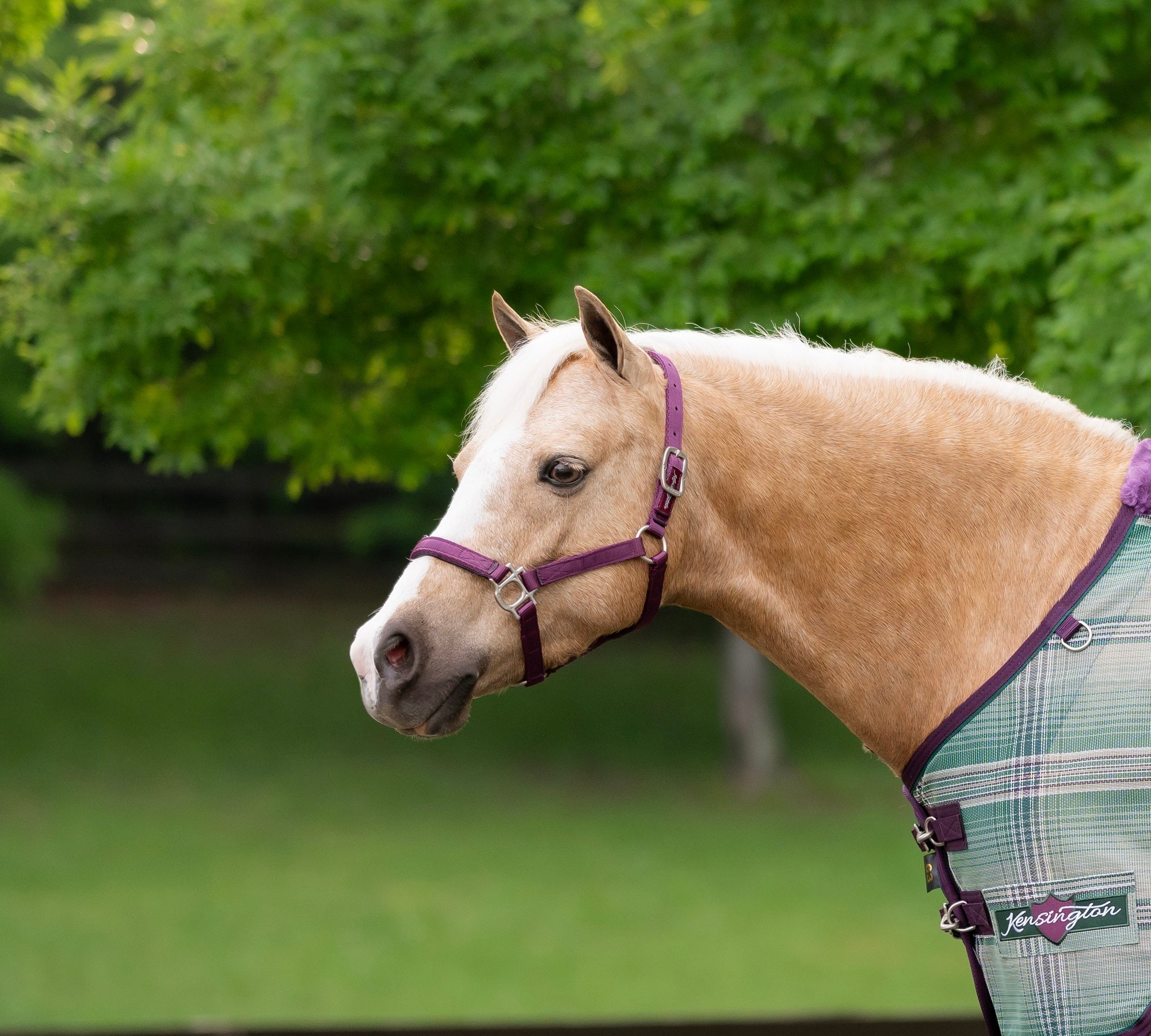 Standard Nylon Halter Mini & Pony - Kensington Protective Products - Equiluxe Tack