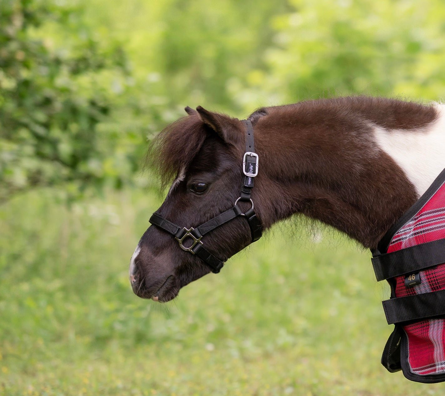 Standard Nylon Halter Mini & Pony - Kensington Protective Products - Equiluxe Tack