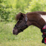 Standard Nylon Halter Mini & Pony - Kensington Protective Products - Equiluxe Tack