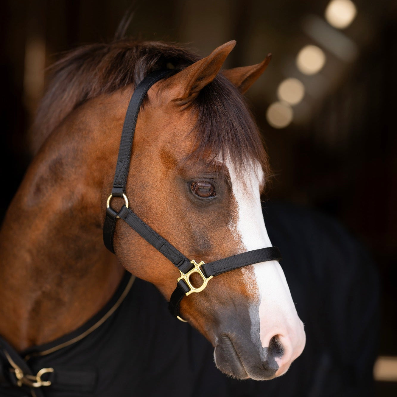 Standard Nylon Halter Mini & Pony - Kensington Protective Products - Equiluxe Tack