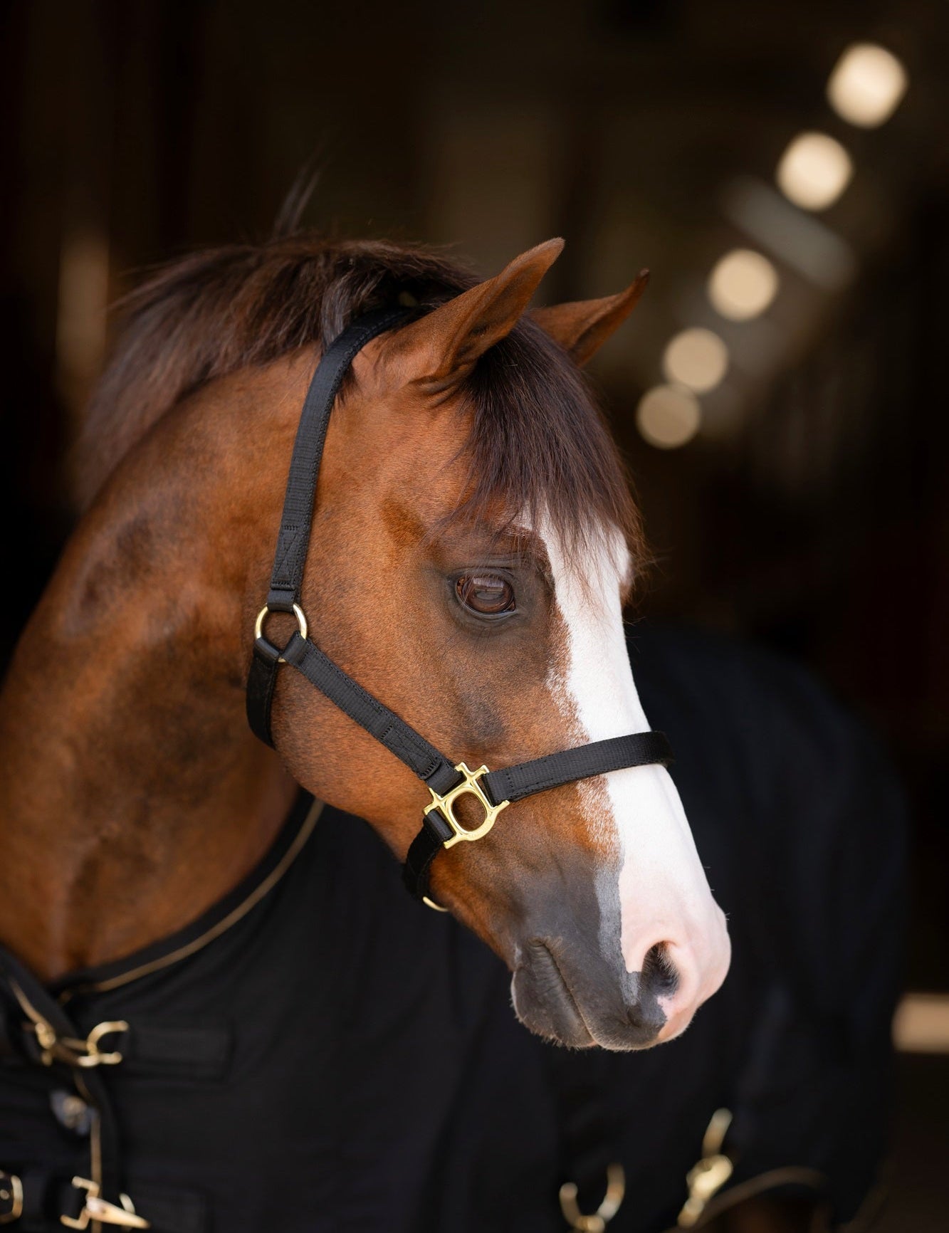 Standard Nylon Halter Mini & Pony - Kensington Protective Products - Equiluxe Tack