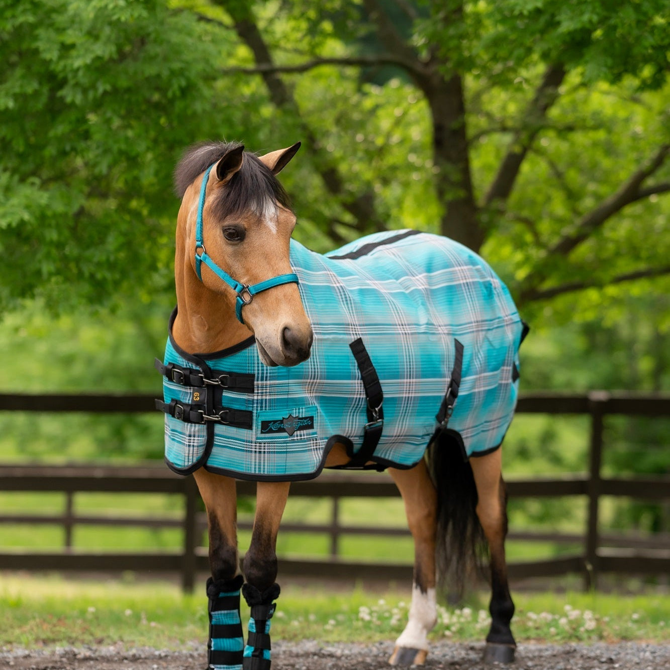 Standard Nylon Halter Mini & Pony - Kensington Protective Products - Equiluxe Tack