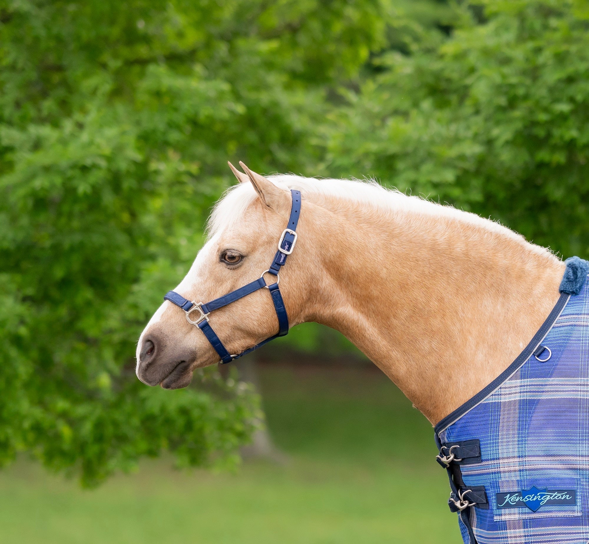 Standard Nylon Halter Mini & Pony - Kensington Protective Products - Equiluxe Tack