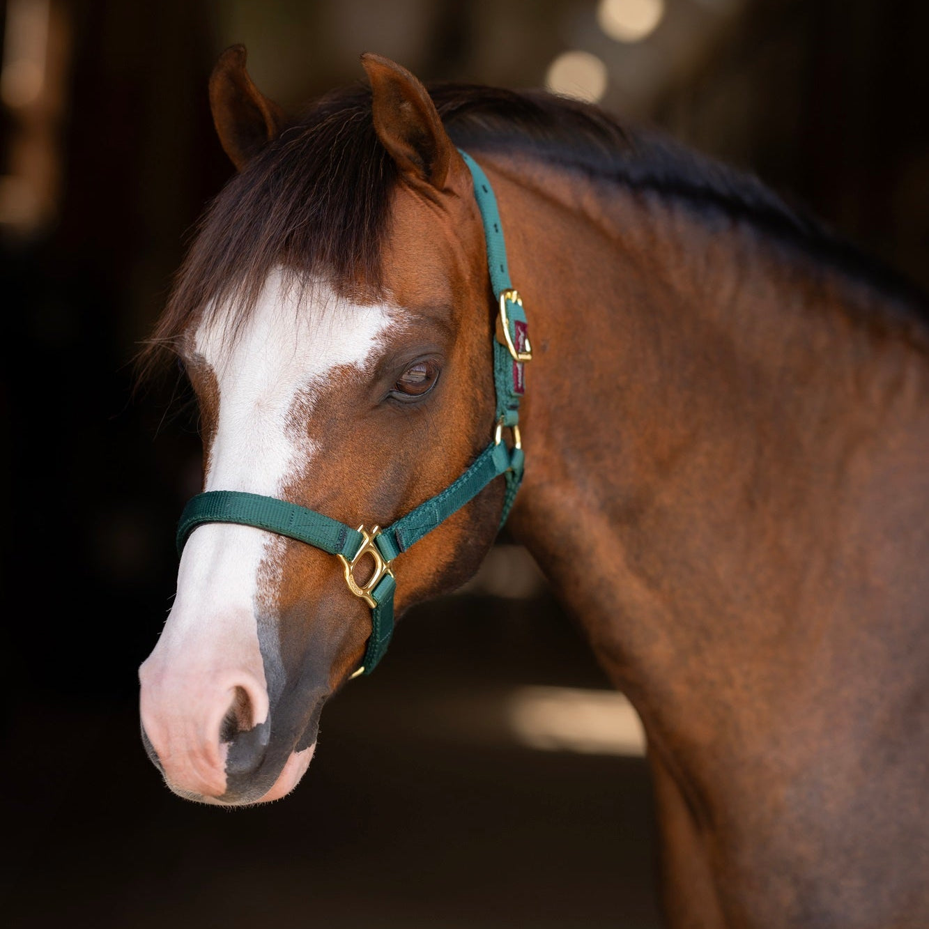 Standard Nylon Halter Mini & Pony - Kensington Protective Products - Equiluxe Tack