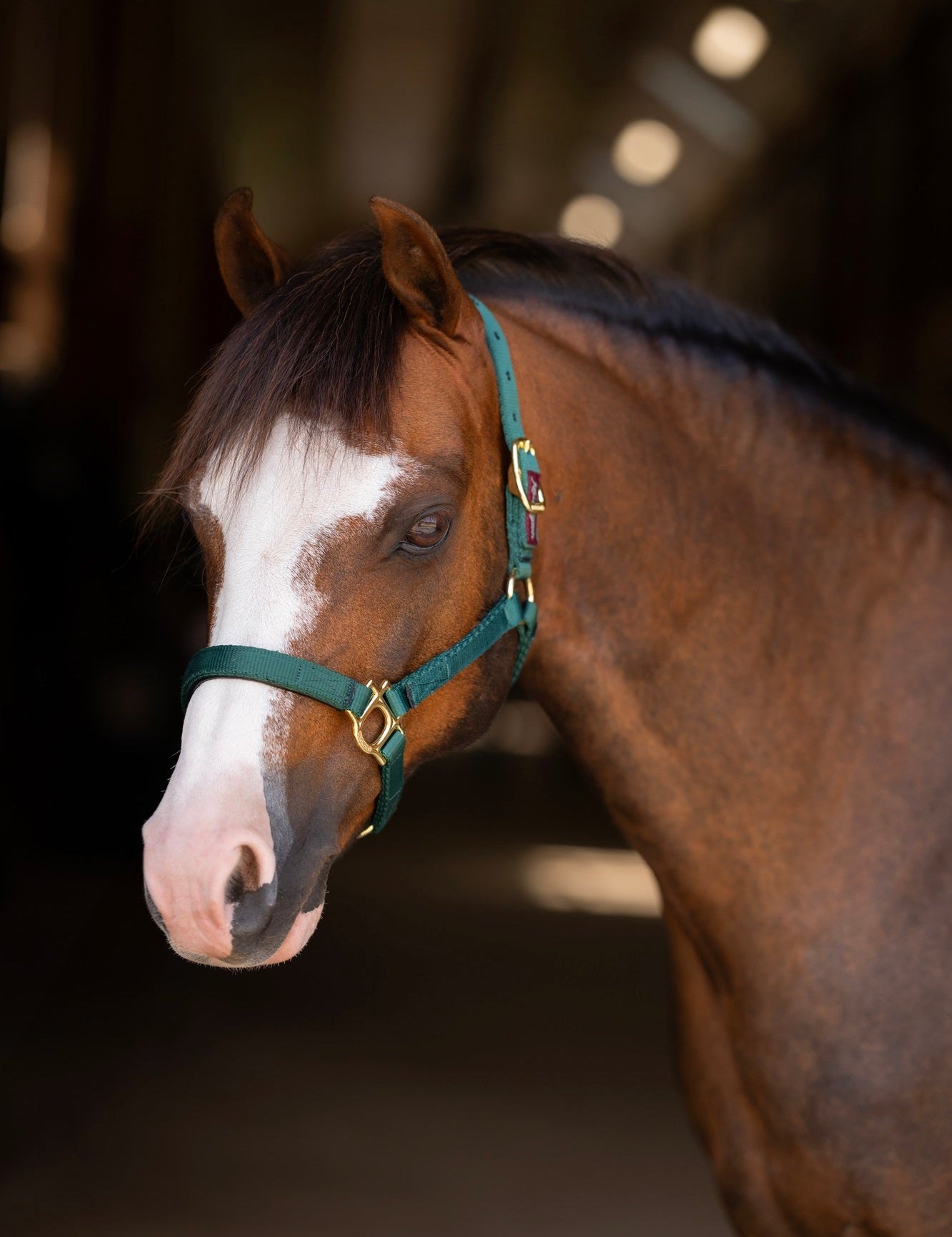 Standard Nylon Halter Mini & Pony - Kensington Protective Products - Equiluxe Tack