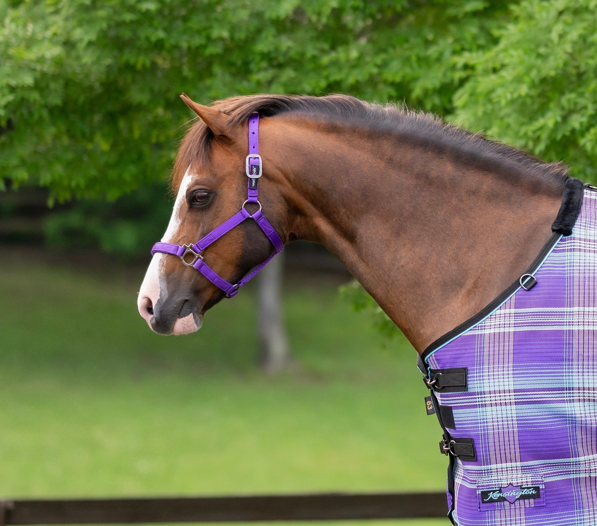 Standard Nylon Halter Mini & Pony - Kensington Protective Products - Equiluxe Tack