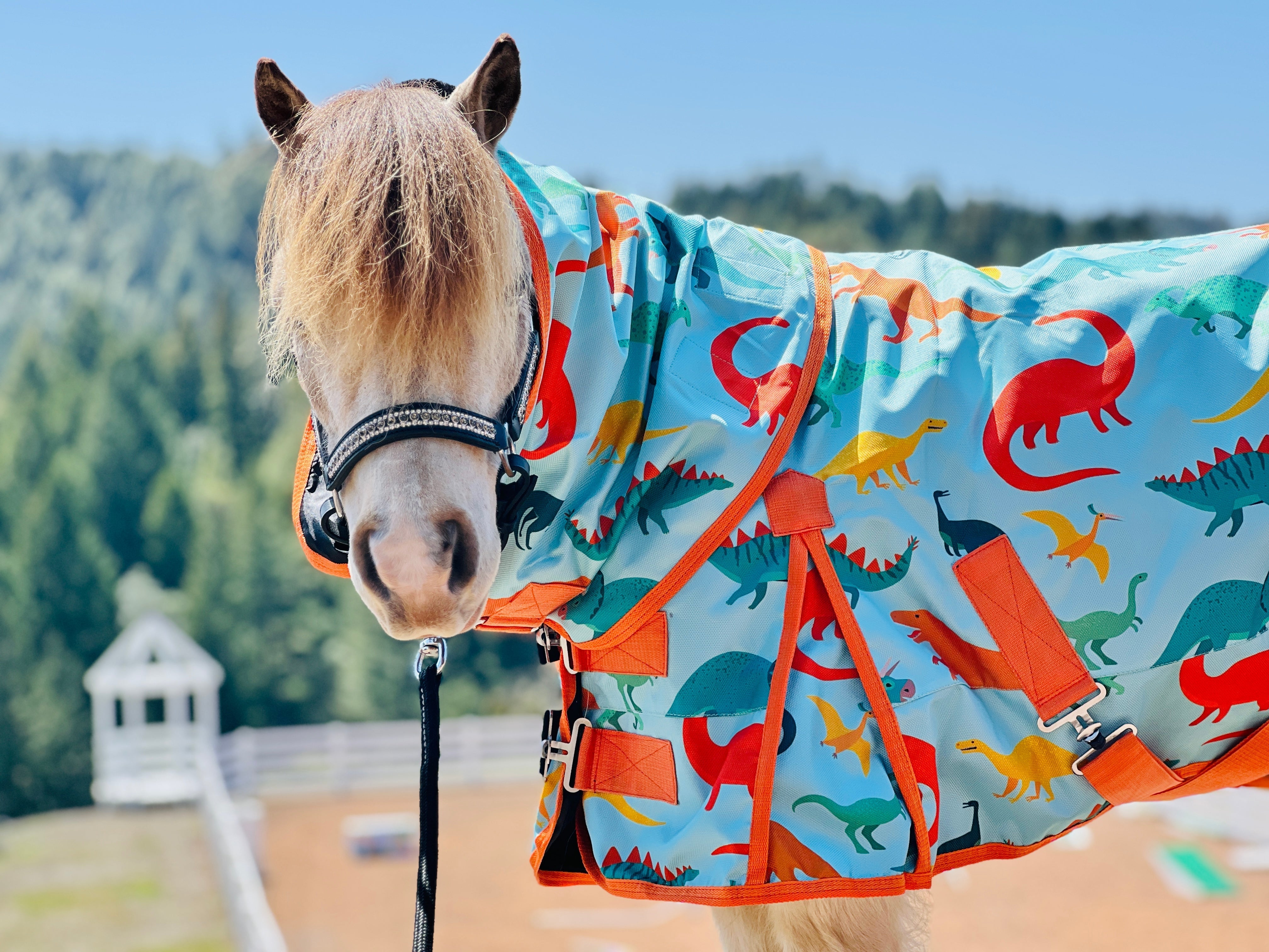 Star Point Horsemanship Blue Dinosaur 600 D Hooded No Fill Sheet - 34 - 80" - Star Point Horsemanship - Equiluxe Tack