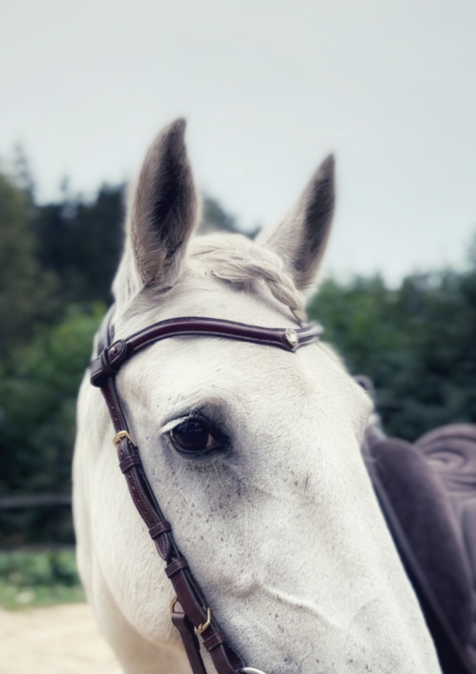 Stella browband - MASEGO horsewear - Equiluxe Tack