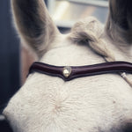 Stella browband - MASEGO horsewear - Equiluxe Tack