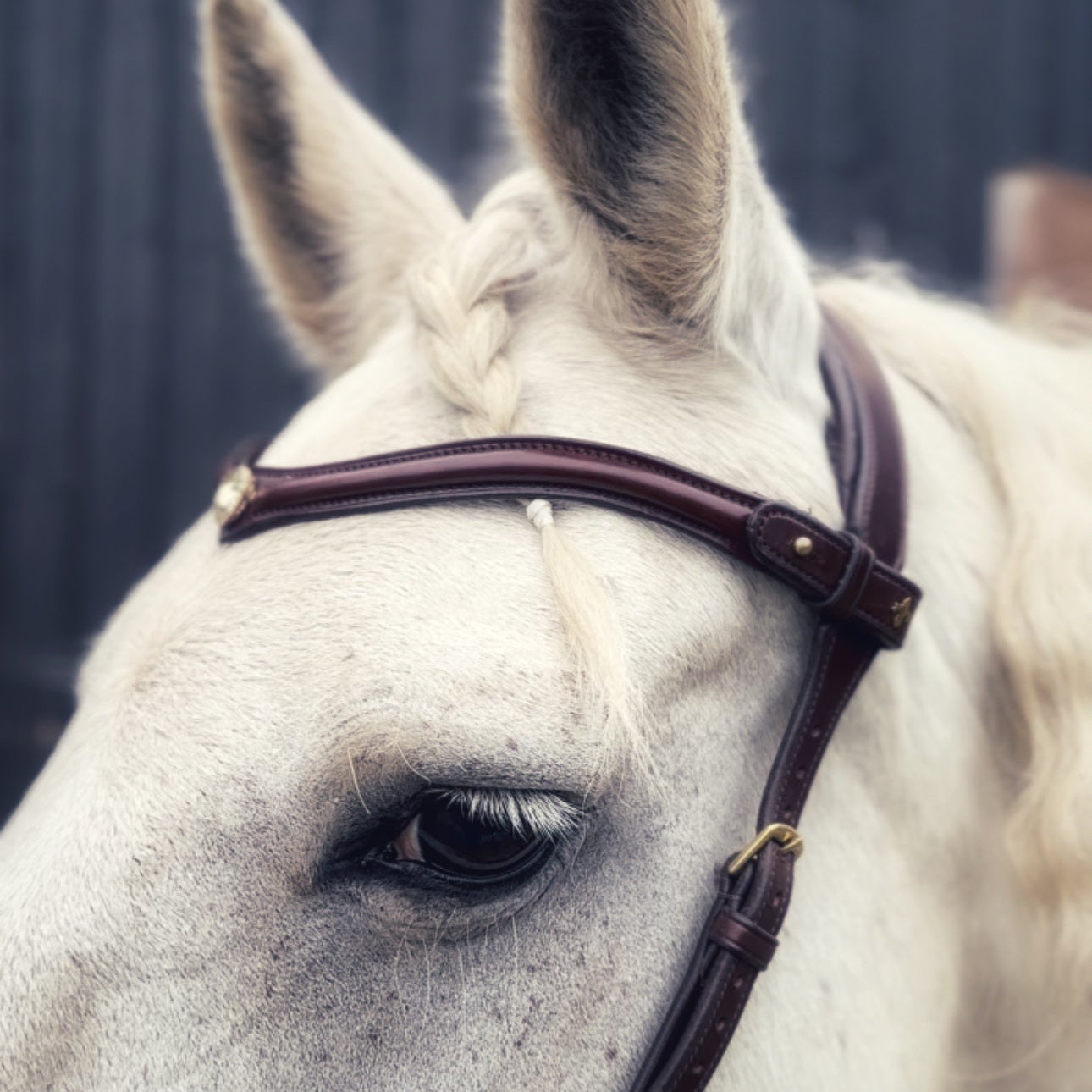 Stella browband - MASEGO horsewear - Equiluxe Tack