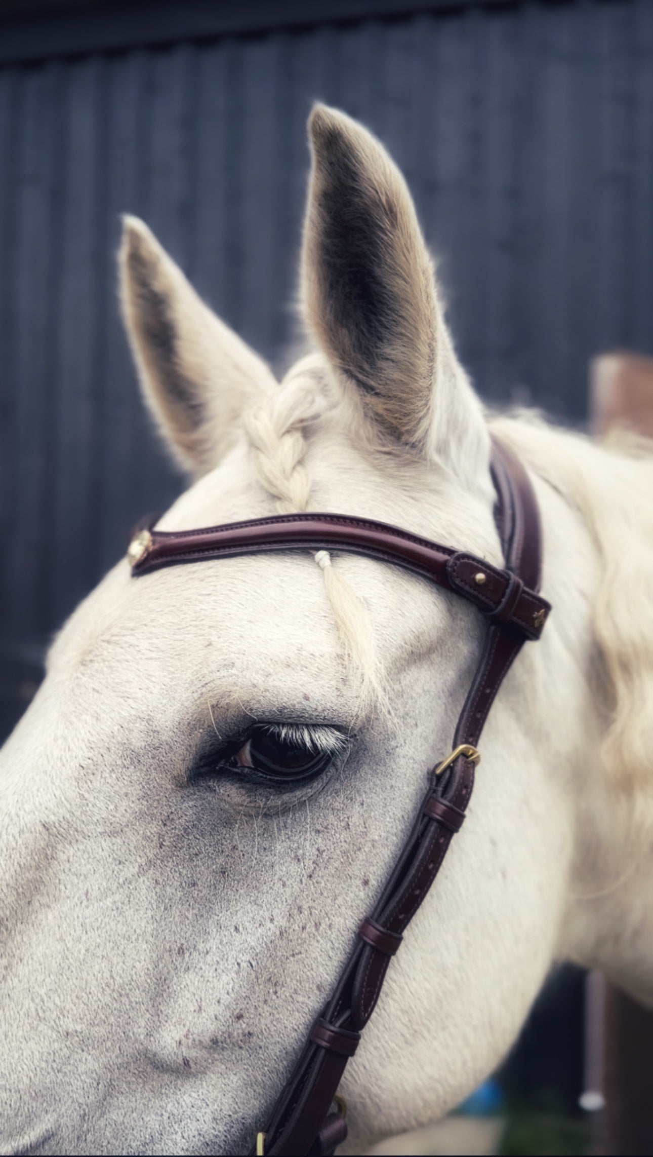 Stella browband - MASEGO horsewear - Equiluxe Tack