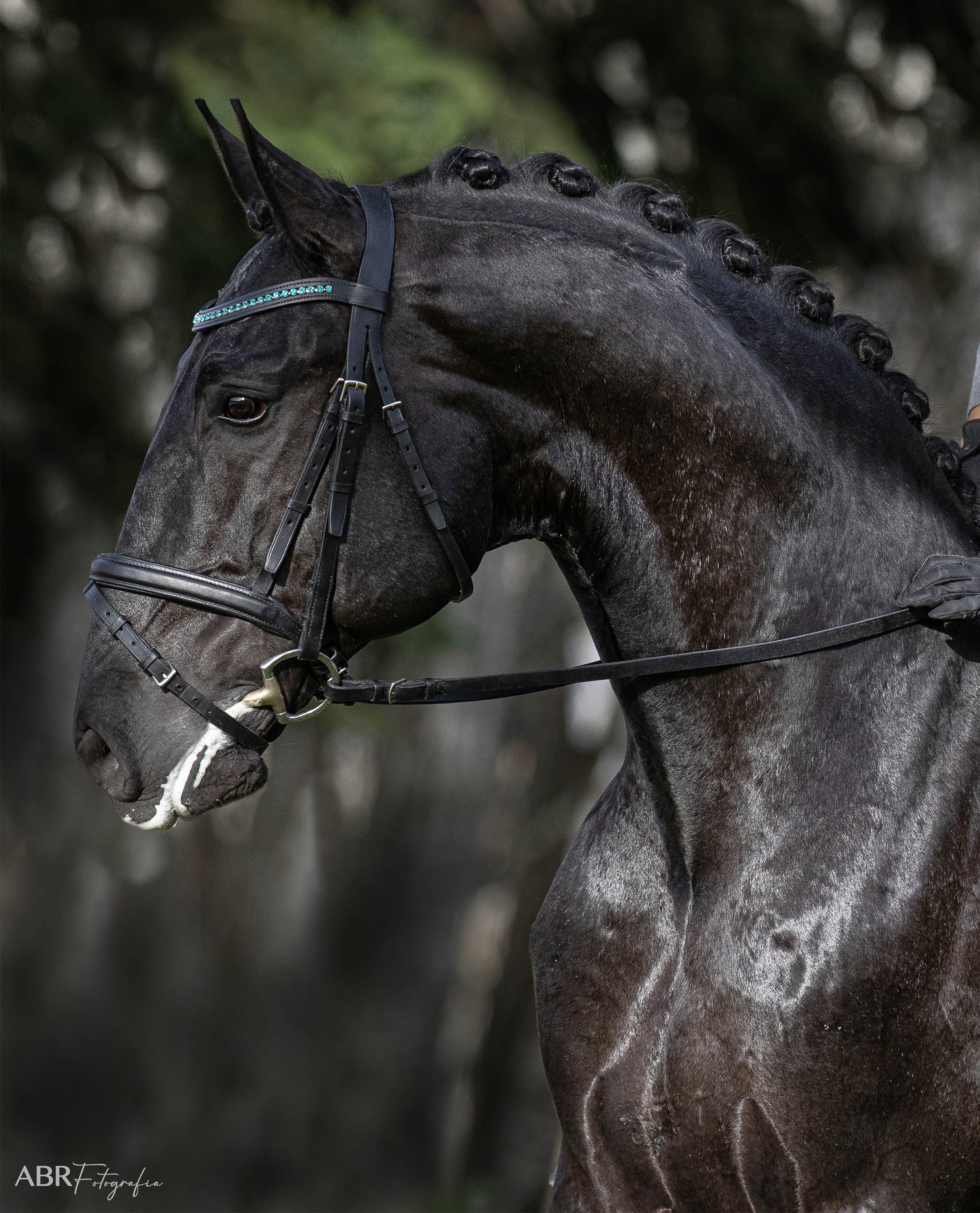 Teal Browband - Equestroom - Equiluxe Tack