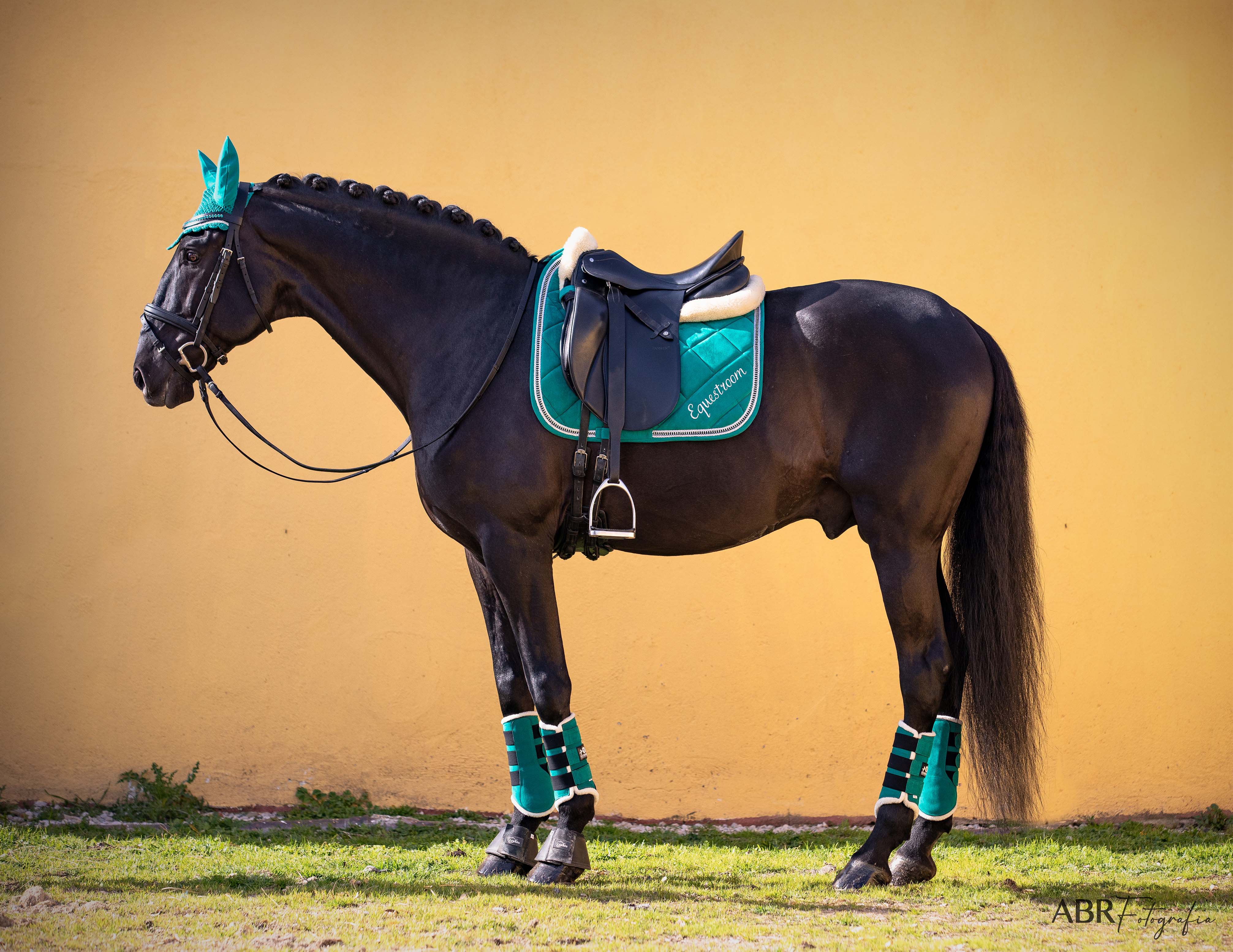Teal Saddle Pad Set - Equestroom - Equiluxe Tack