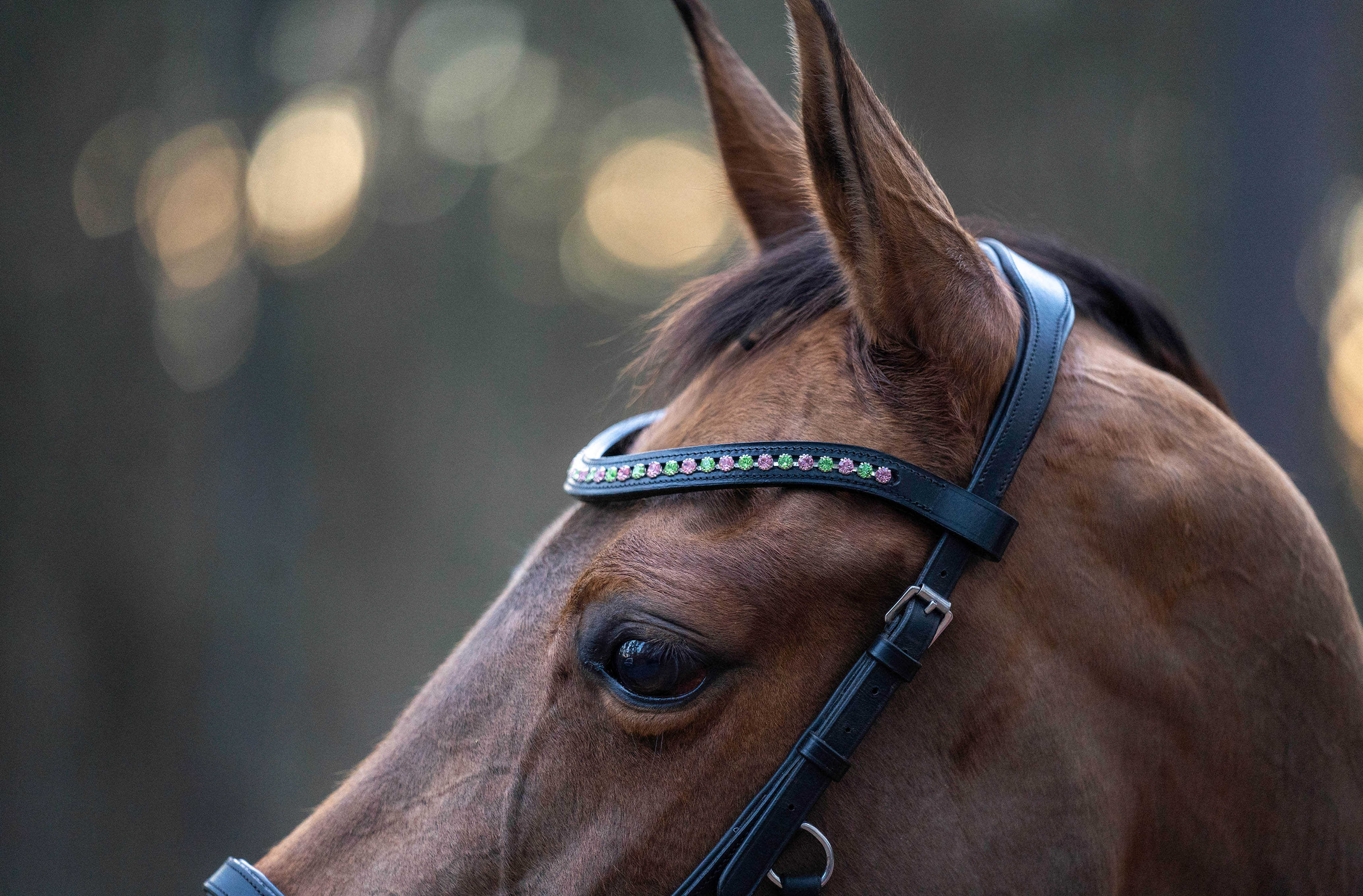 Teaparty Green Saddle Pad Set (Limited Edition) - Equestroom - Equiluxe Tack