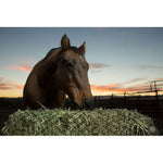 Texas Haynet 3 String Square Bale Hay Net - Texas Haynet - Equiluxe Tack