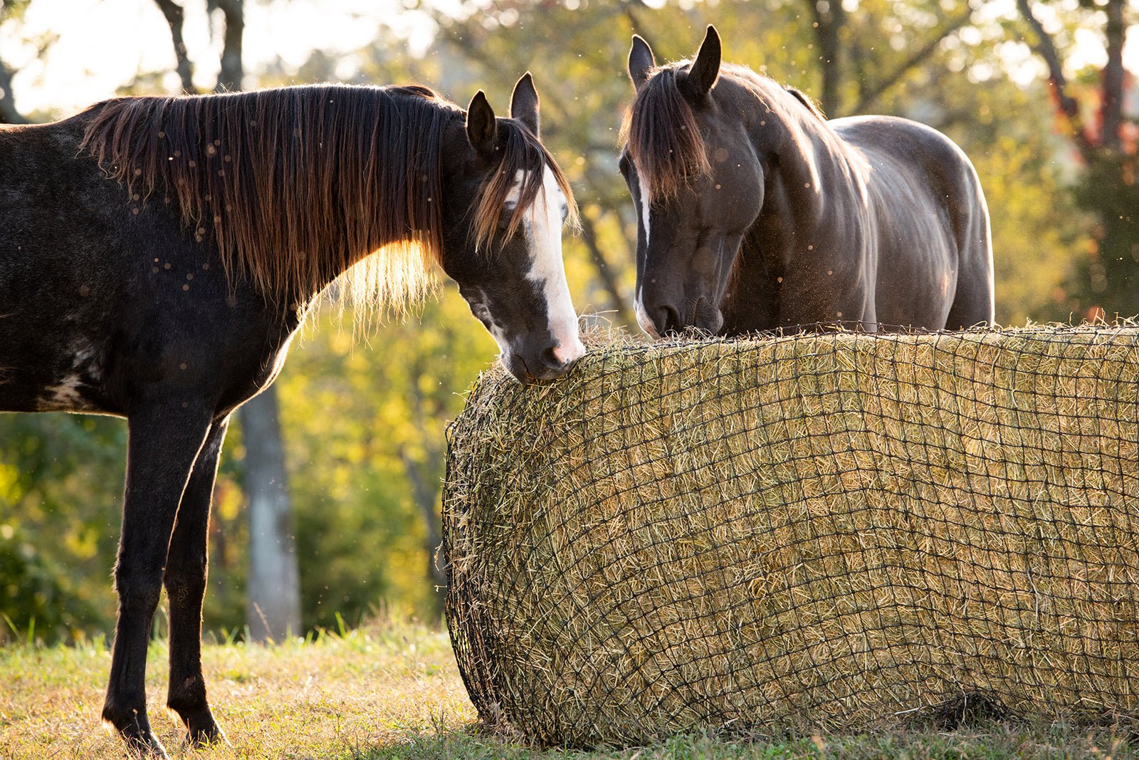 Texas Haynet Large Square Bale Hay Net - Texas Haynet - Equiluxe Tack