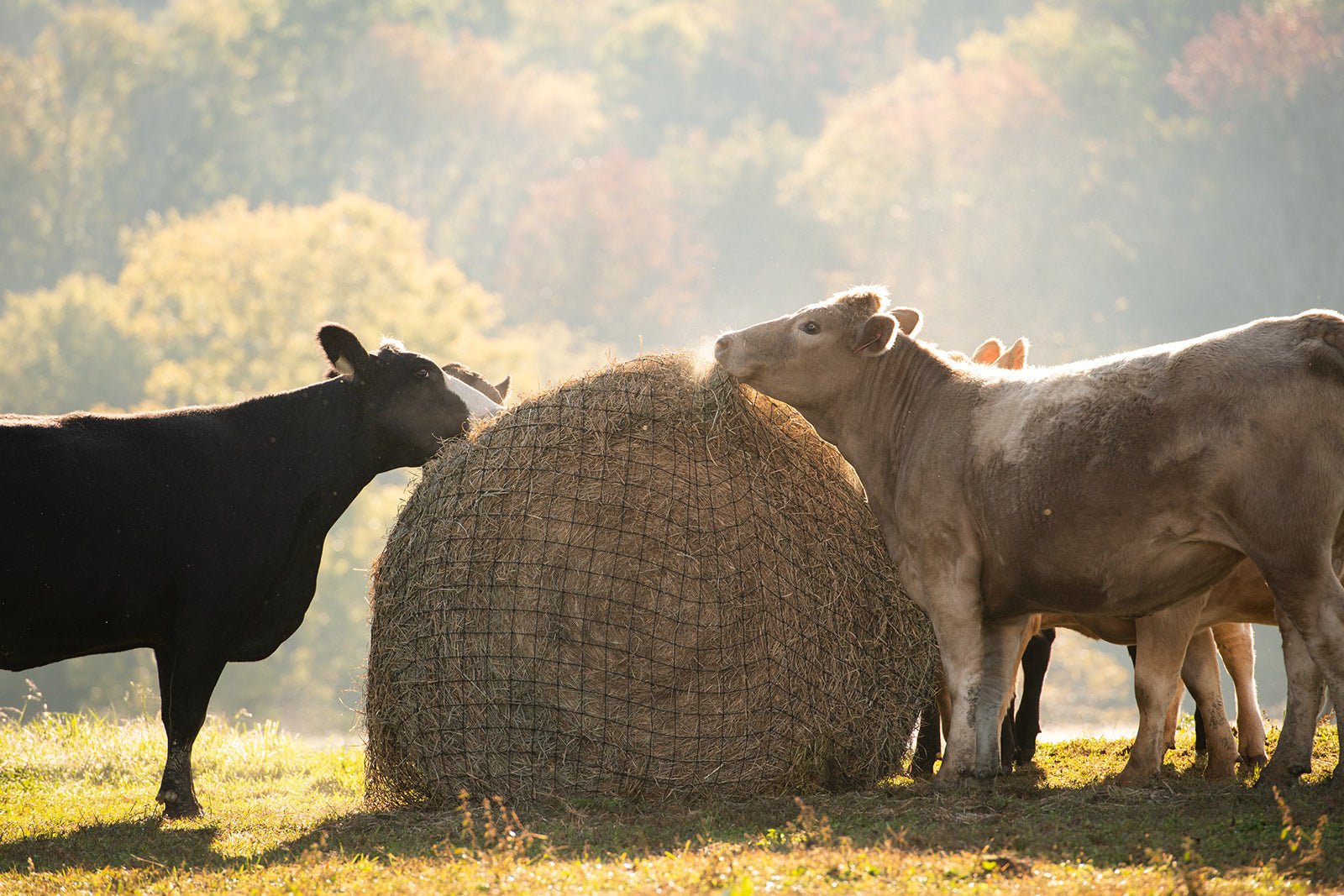 Texas Haynet Livestock Round Bale Hay Net - 3" Holes - Texas Haynet - Equiluxe Tack