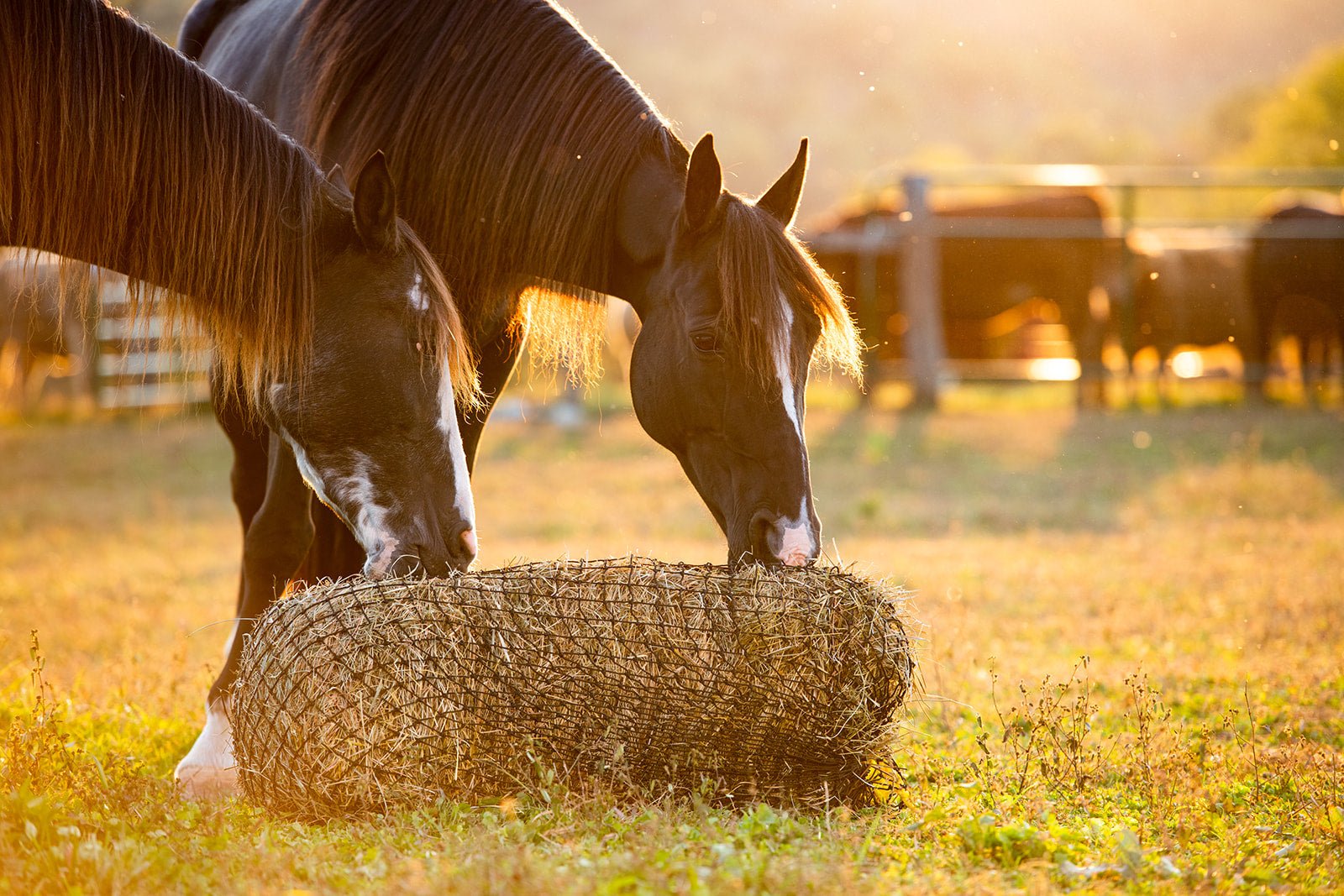 Texas Haynet Square Bale Hay Net - Texas Haynet - Equiluxe Tack