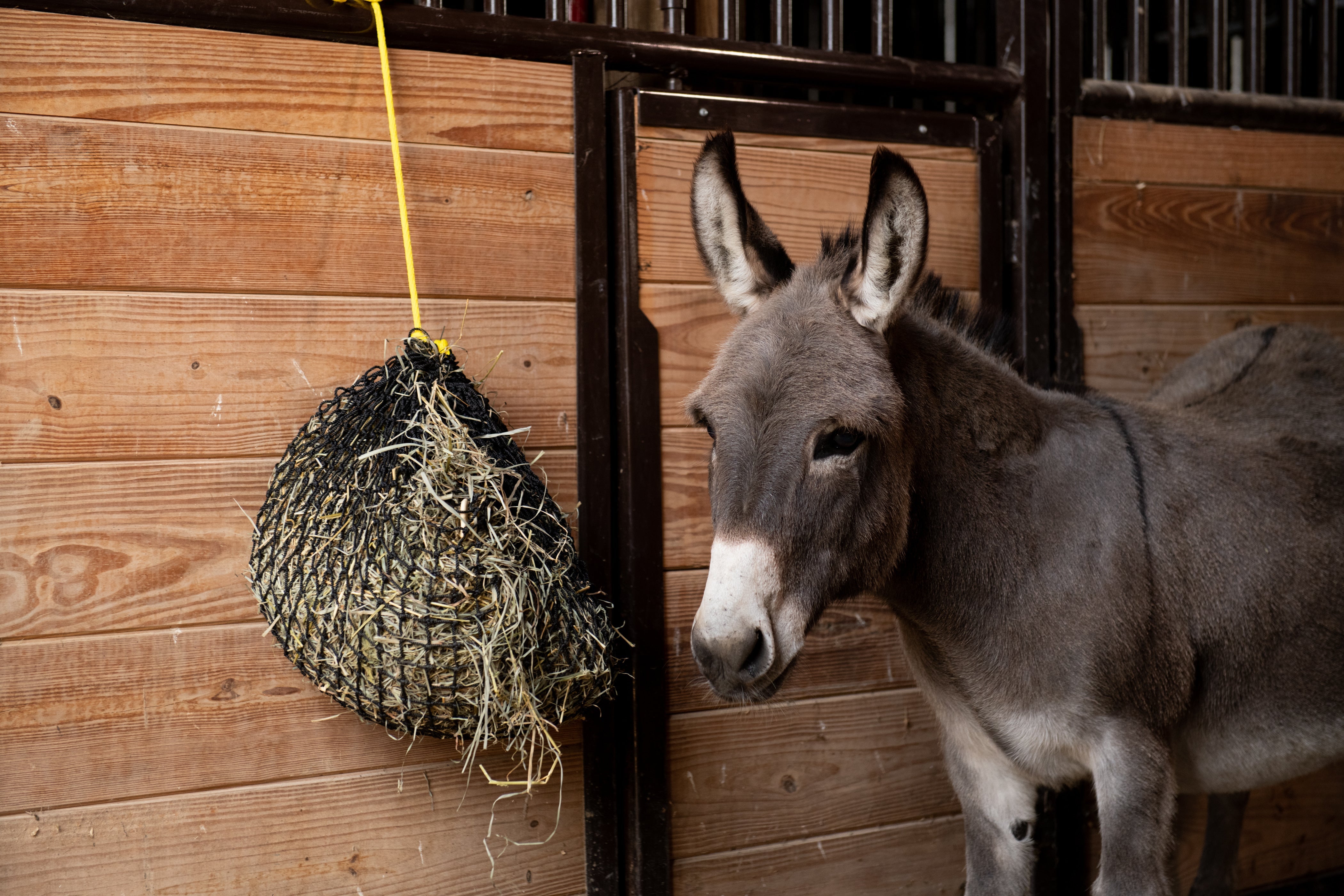 Texas Haynet Xtra Small Hay Net - Texas Haynet - Equiluxe Tack