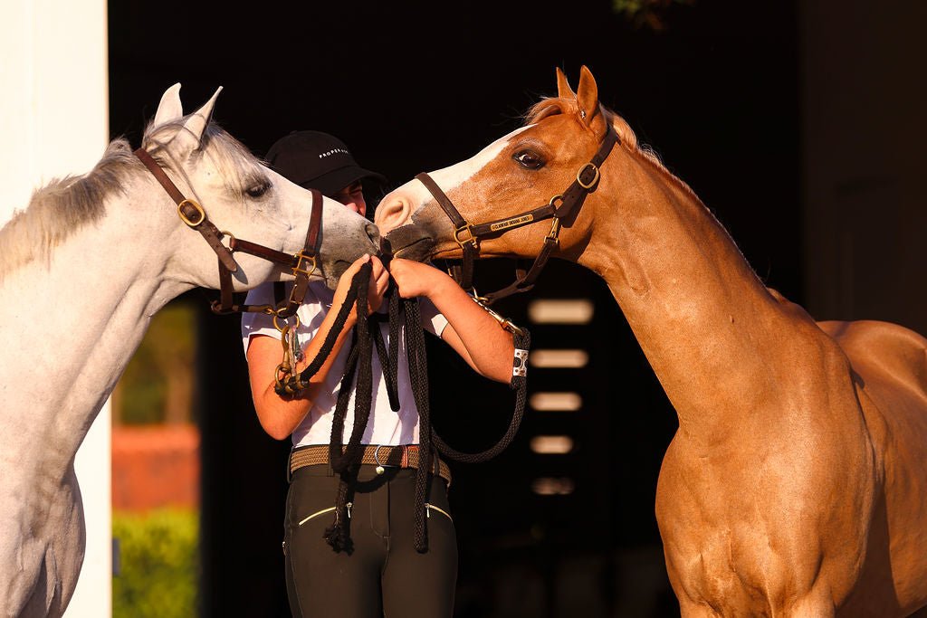 The Proper Fox Beige Short Sleeve - Equiluxe Tack