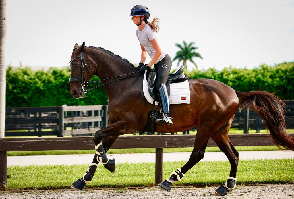 The Proper Fox Beige Short Sleeve - Equiluxe Tack