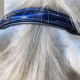 The Revolution Cobalt Blue Leather Halter - 'Pathway to the Podium' - Halter Ego® - Equiluxe Tack