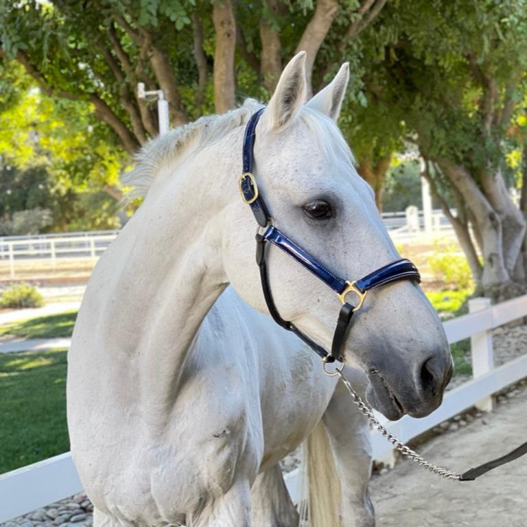 The Revolution Cobalt Blue Leather Halter - 'Pathway to the Podium' - Halter Ego® - Equiluxe Tack