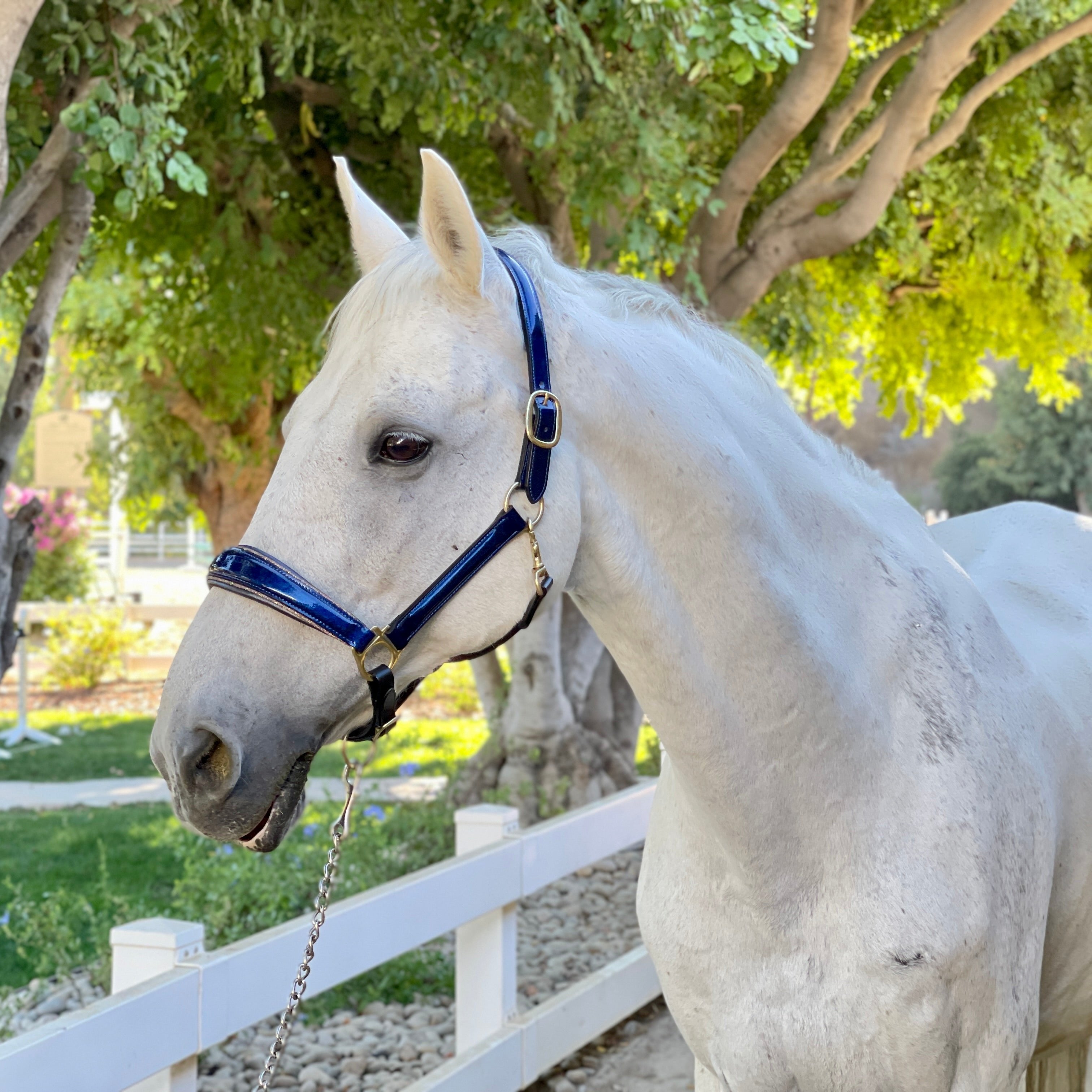 The Revolution Cobalt Blue Leather Halter - 'Pathway to the Podium' - Halter Ego® - Equiluxe Tack