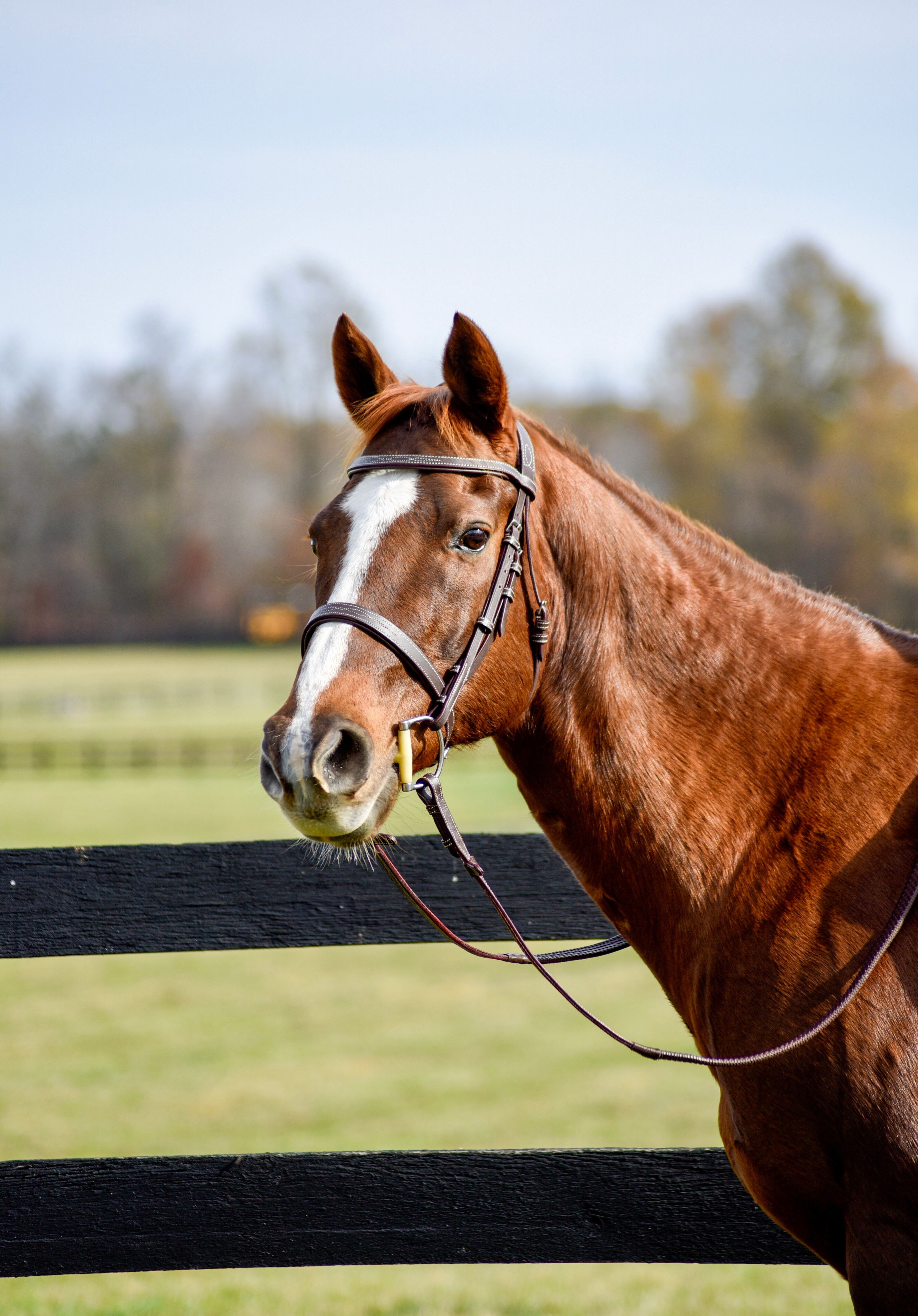 The Rowan Hunter Bridle - Auven Equestrian - Equiluxe Tack