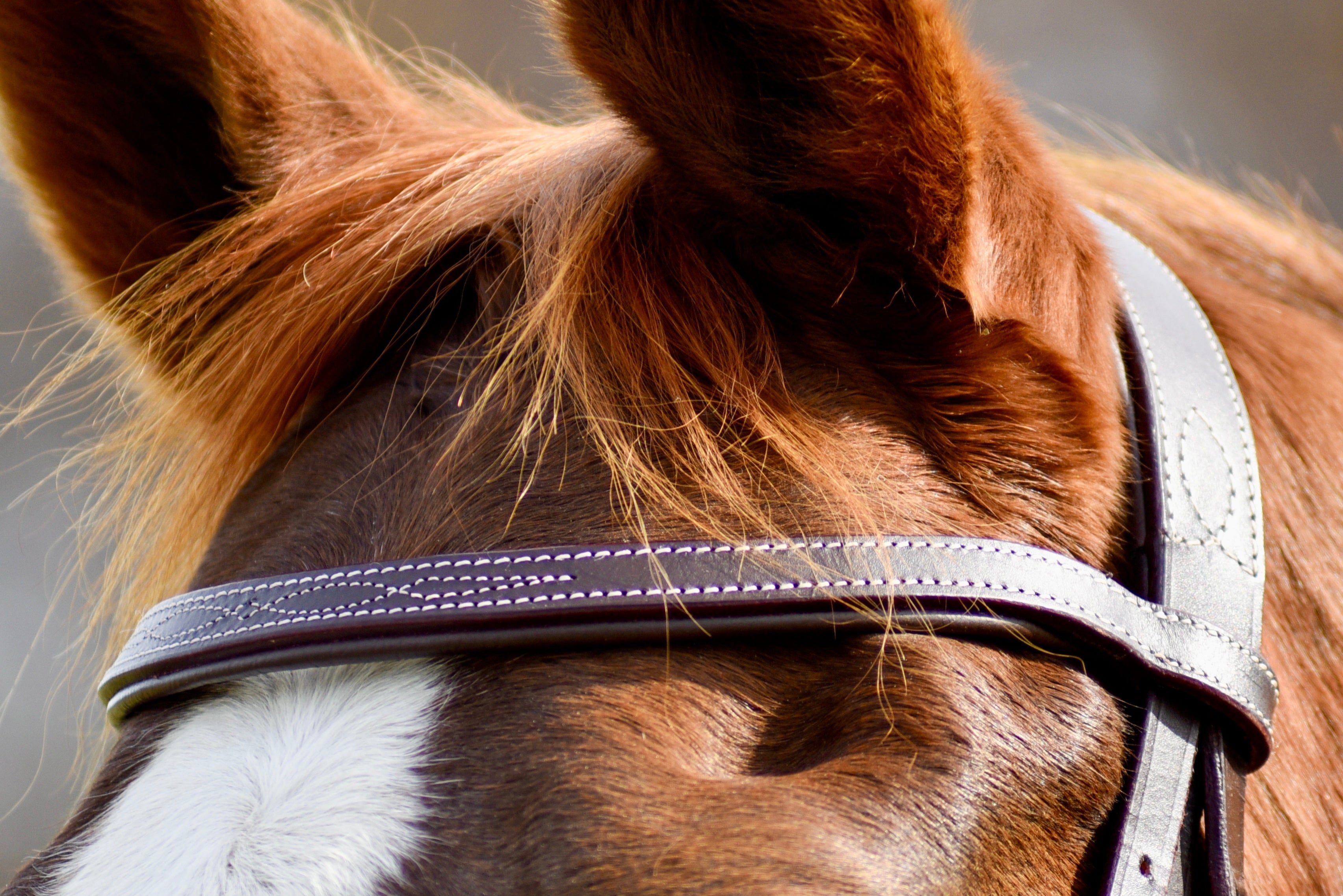 The Rowan Hunter Bridle - Auven Equestrian - Equiluxe Tack