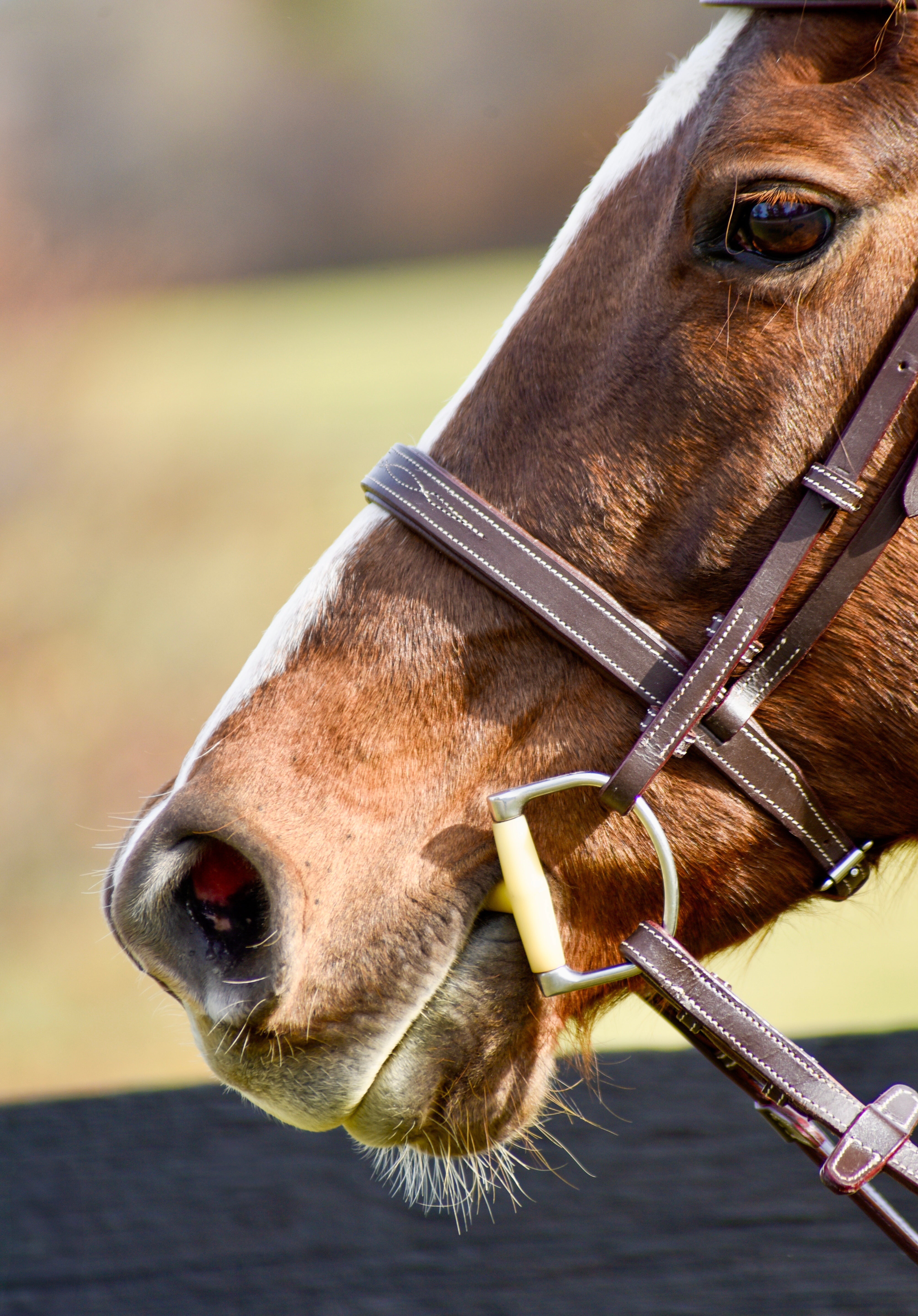 The Rowan Hunter Bridle - Auven Equestrian - Equiluxe Tack