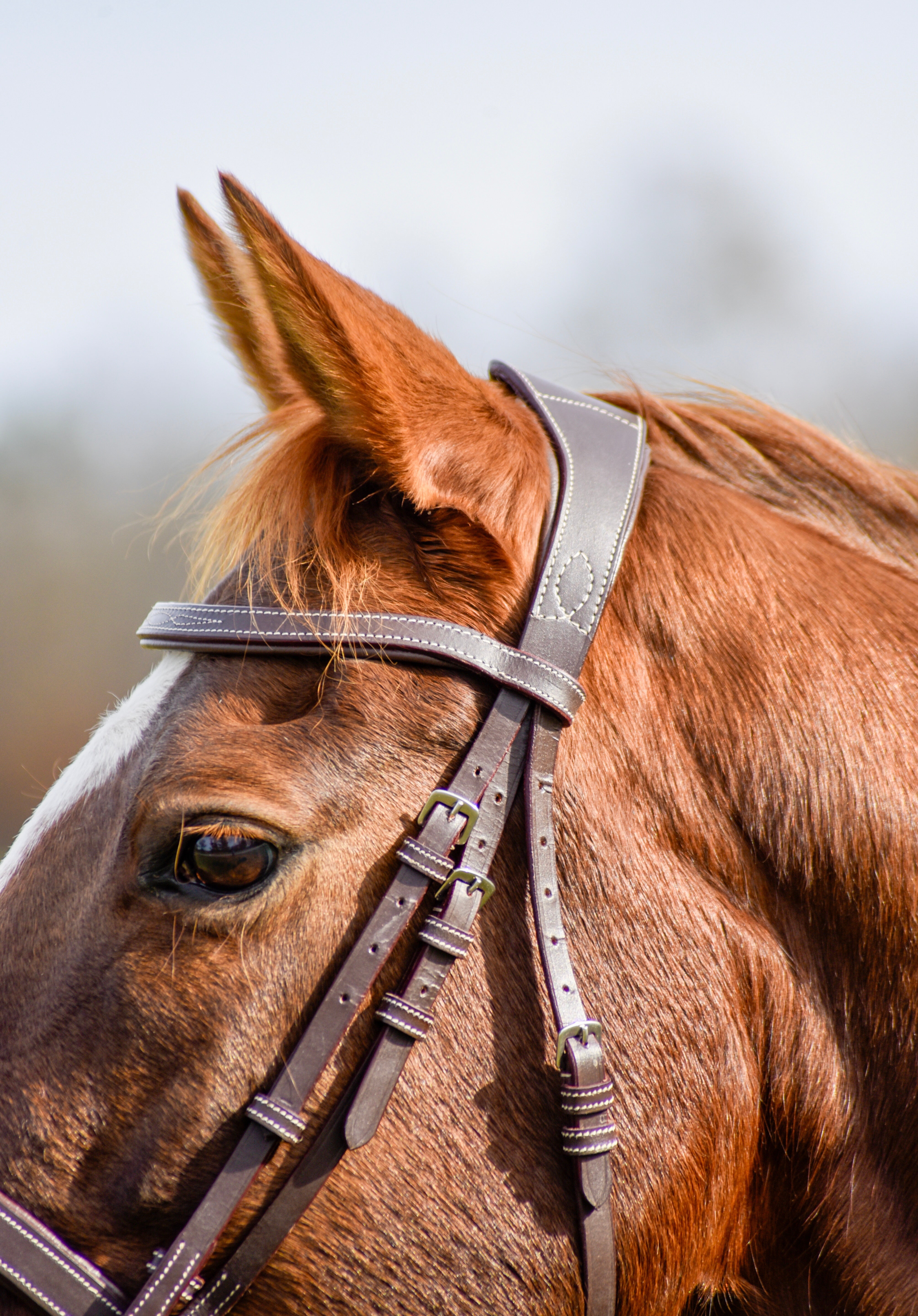 The Rowan Hunter Bridle - Auven Equestrian - Equiluxe Tack