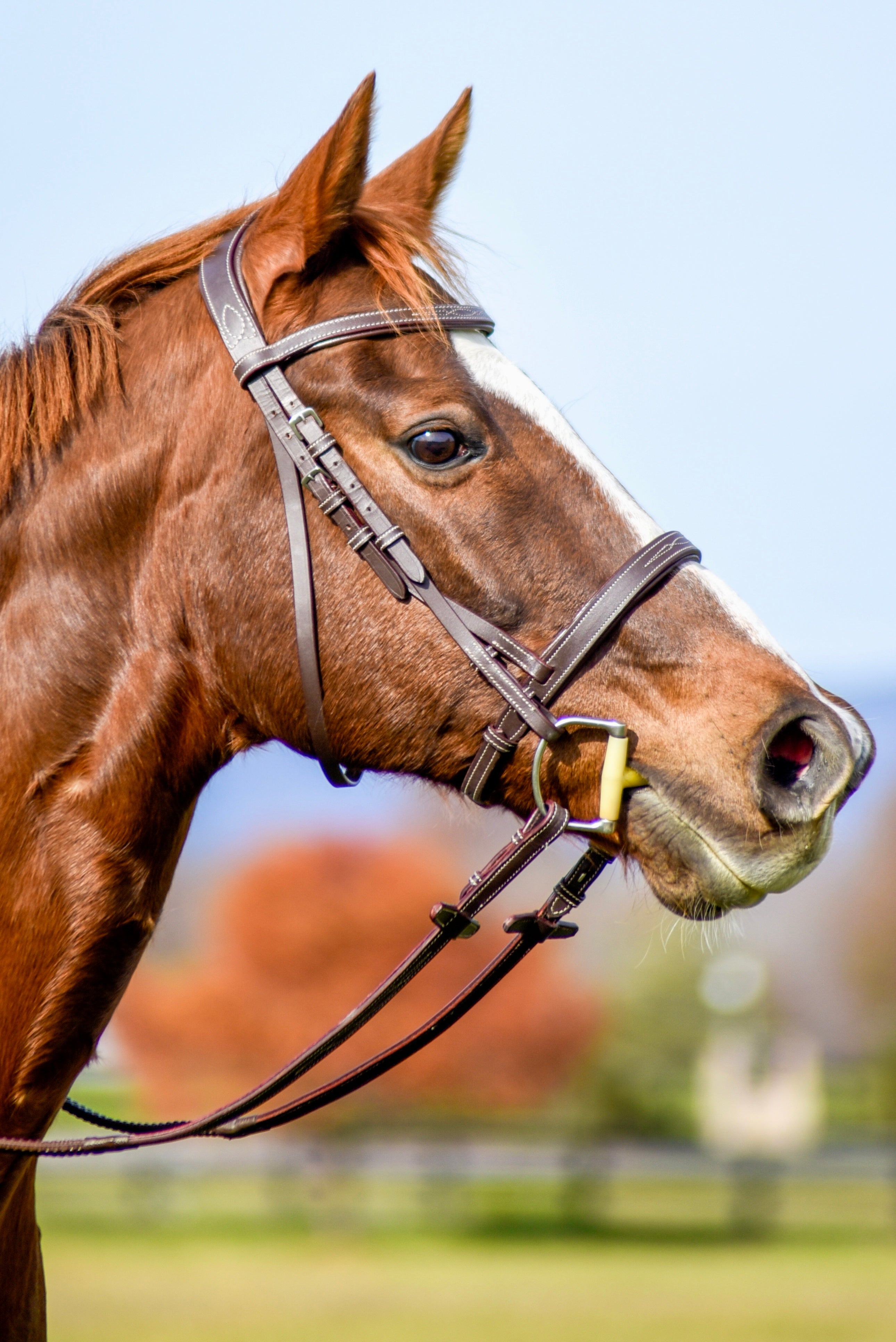 The Rowan Hunter Bridle - Auven Equestrian - Equiluxe Tack