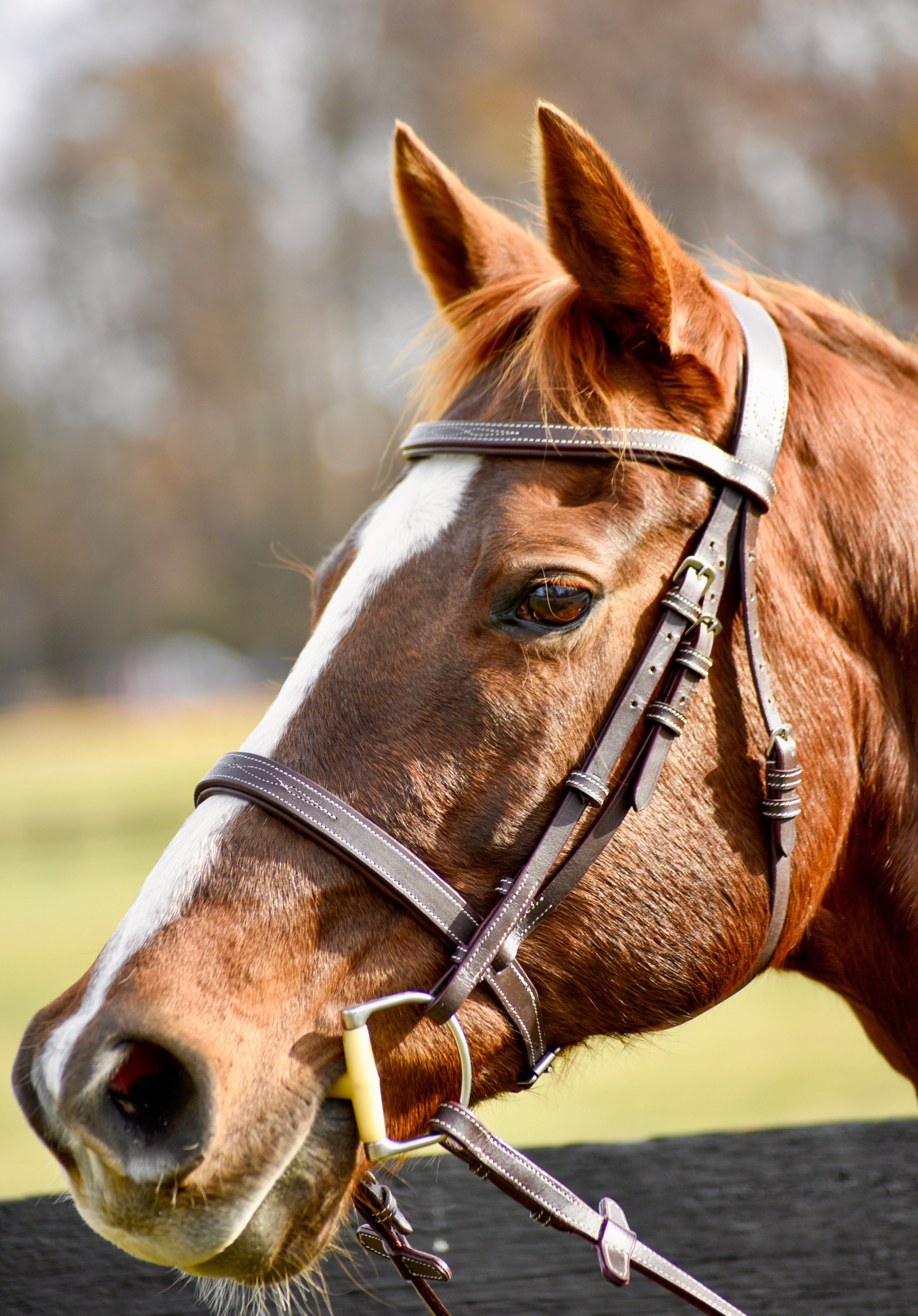 The Rowan Hunter Bridle - Auven Equestrian - Equiluxe Tack