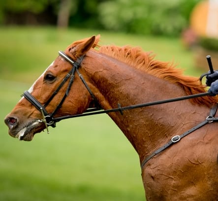 ThinLine English Reins - Equiluxe Tack - Equiluxe Tack