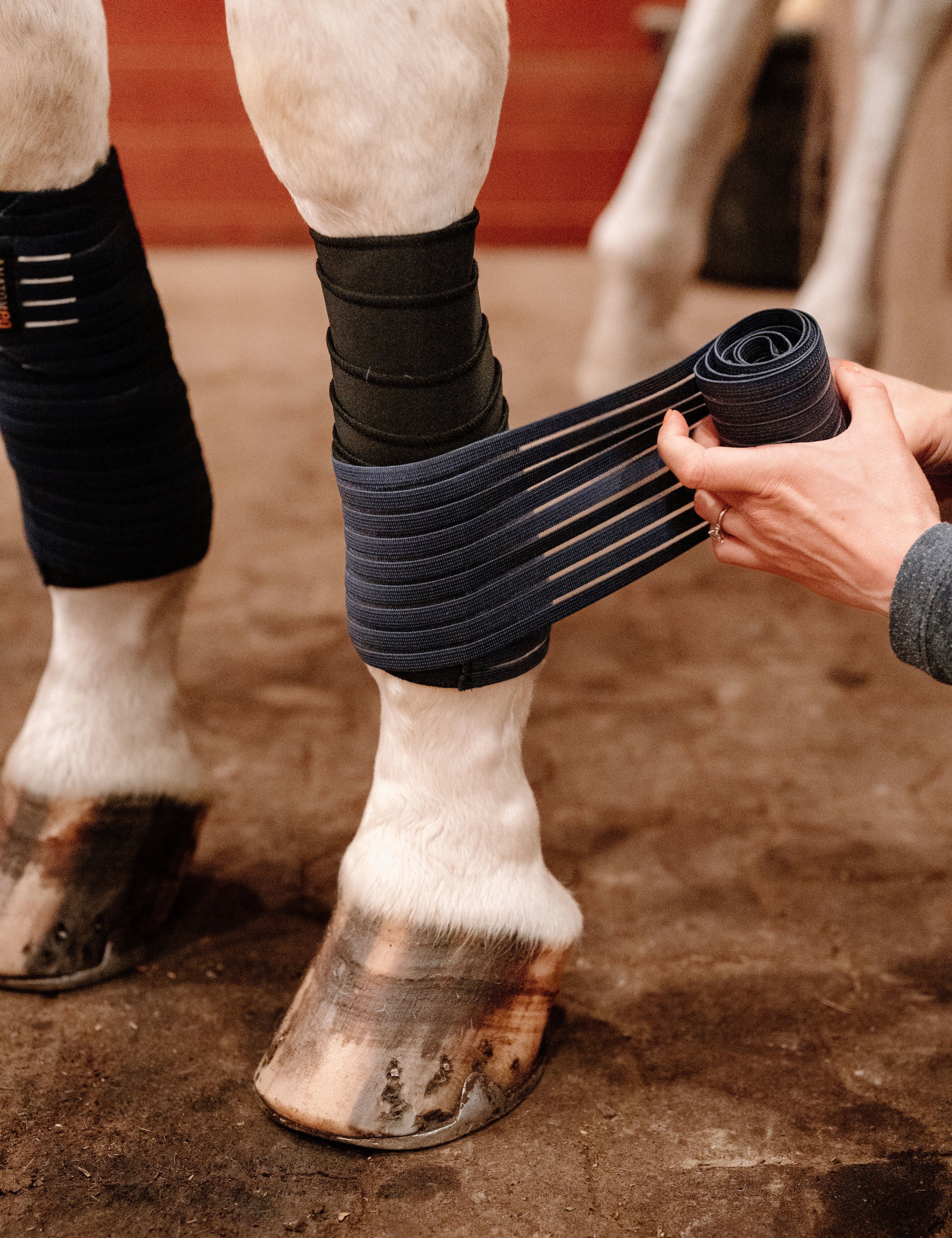 Anatomeq CoolSupport Combi Polos for Sensitive Horses - Anatomeq - Equiluxe Tack