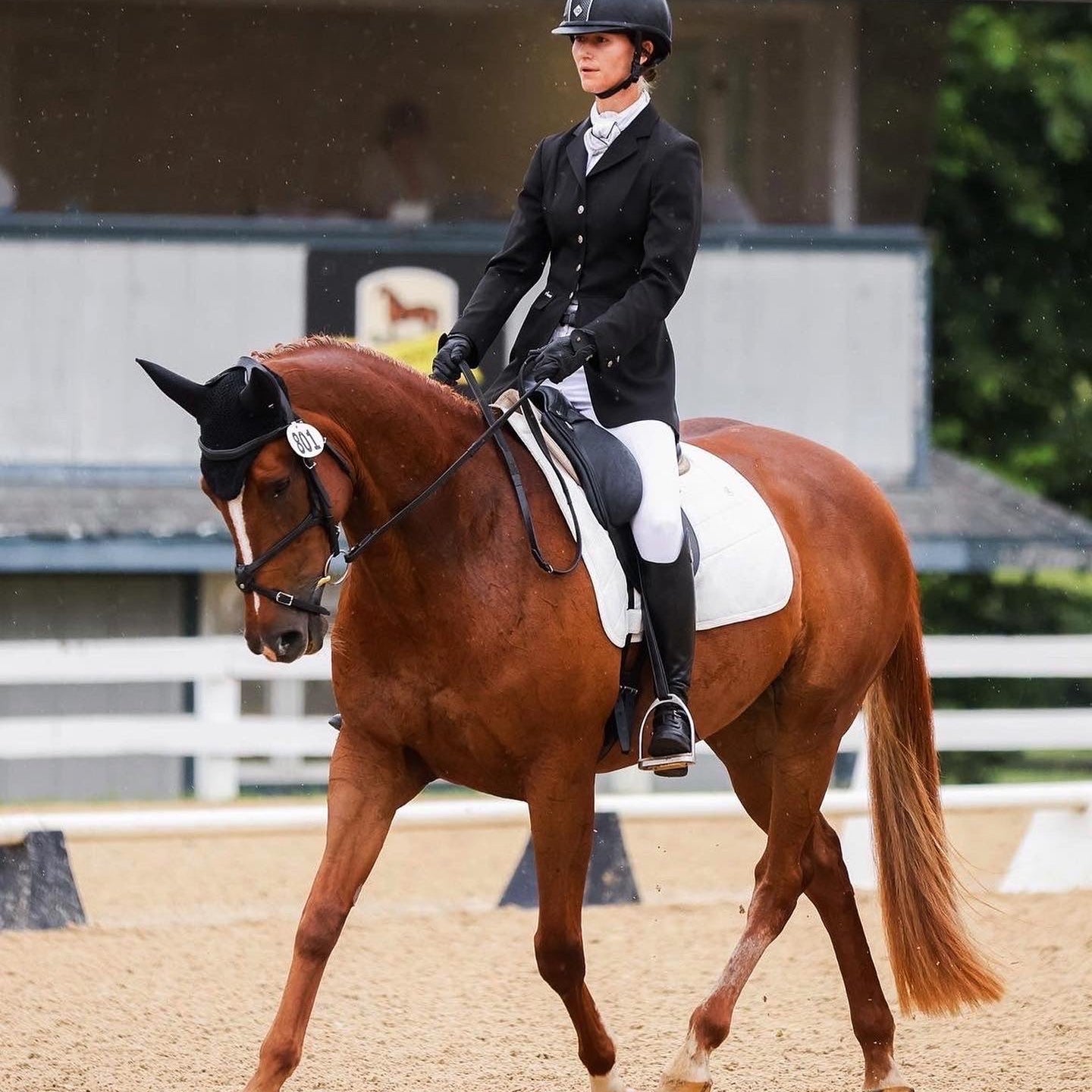 Anatomeq Perfeq Dressage Pad - Ultra Breathable Perforation - Anatomeq - Equiluxe Tack