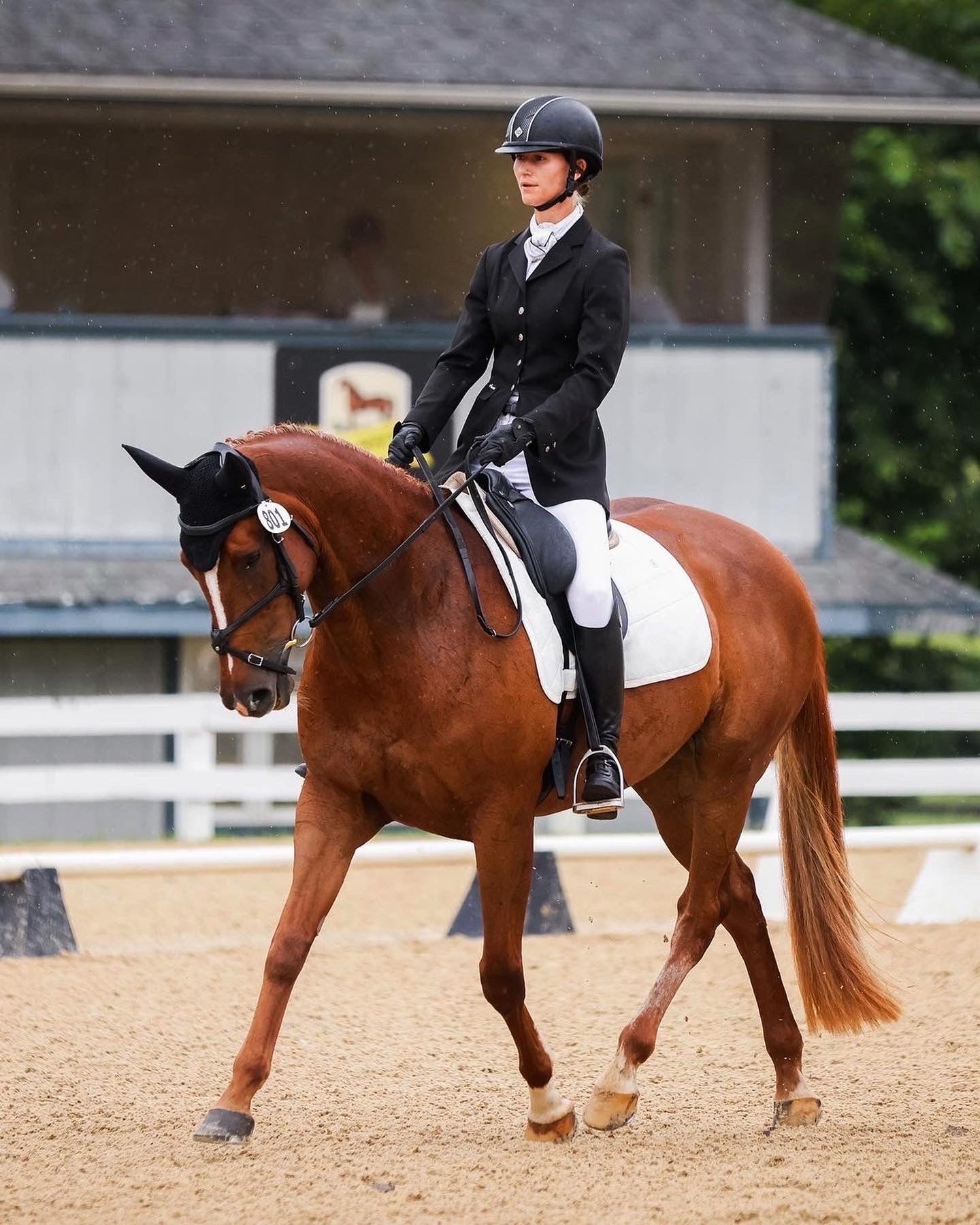 Anatomeq Perfeq Dressage Pad - Ultra Breathable Perforation - Anatomeq - Equiluxe Tack