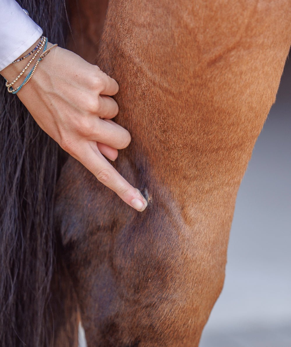 Barrier Balm - Natural Skin Salve for Horses - Purvida Healthy Horse - Equiluxe Tack