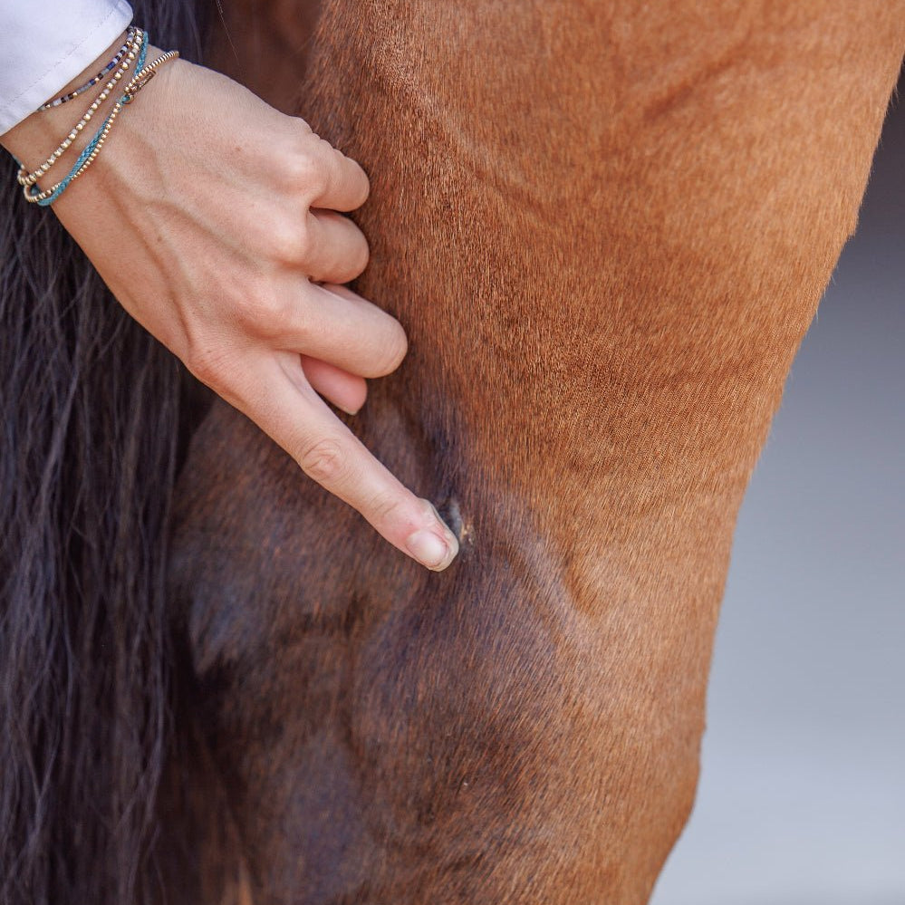 Barrier Balm - Natural Skin Salve for Horses - Purvida Healthy Horse - Equiluxe Tack