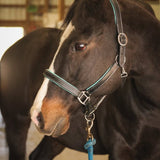 Black Leather Color Padding Halters - Equiluxe Tack