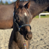 Bling Foal Leather Halter - Equiluxe Tack