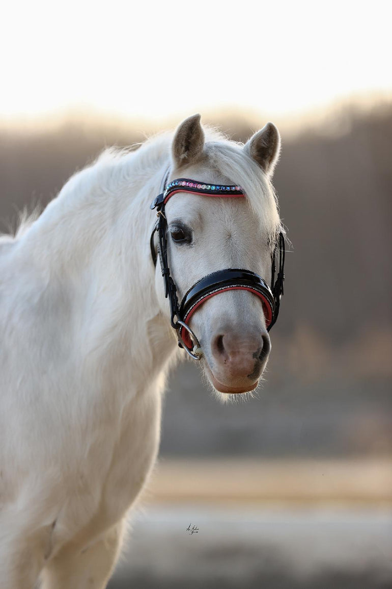 Dainty Pony Bridle Elite Dazzling Dash - Equiluxe Tack